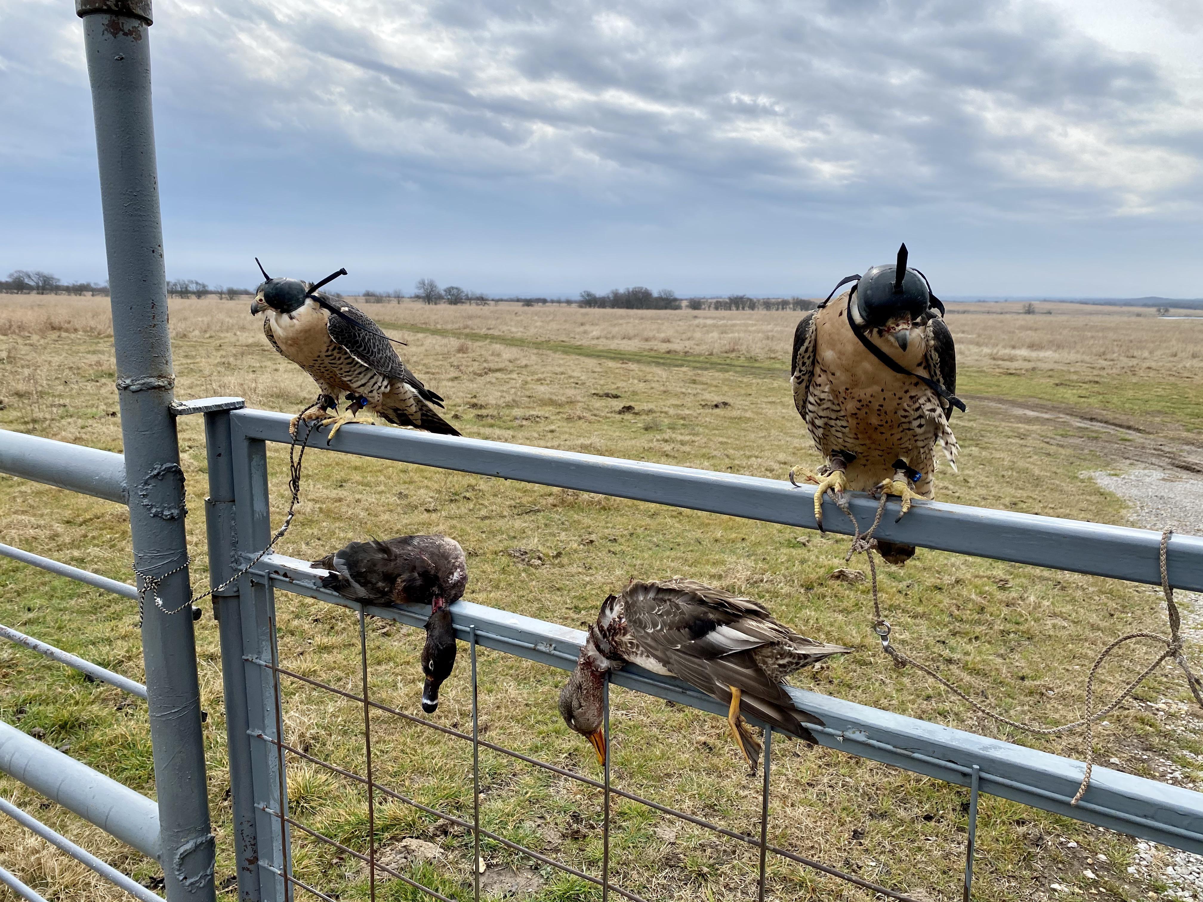 The last day of falconry duck season in Oklahoma. r/Falconry