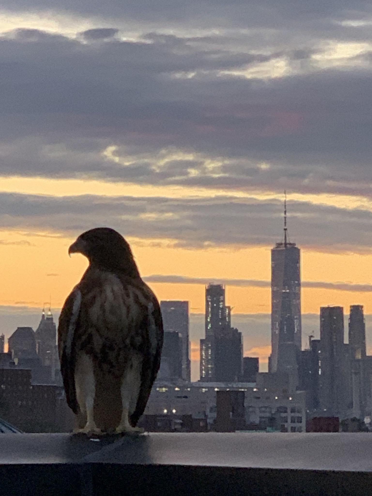This Peregrine Falcon landed near me on the roof last night (MIC) r/nyc
