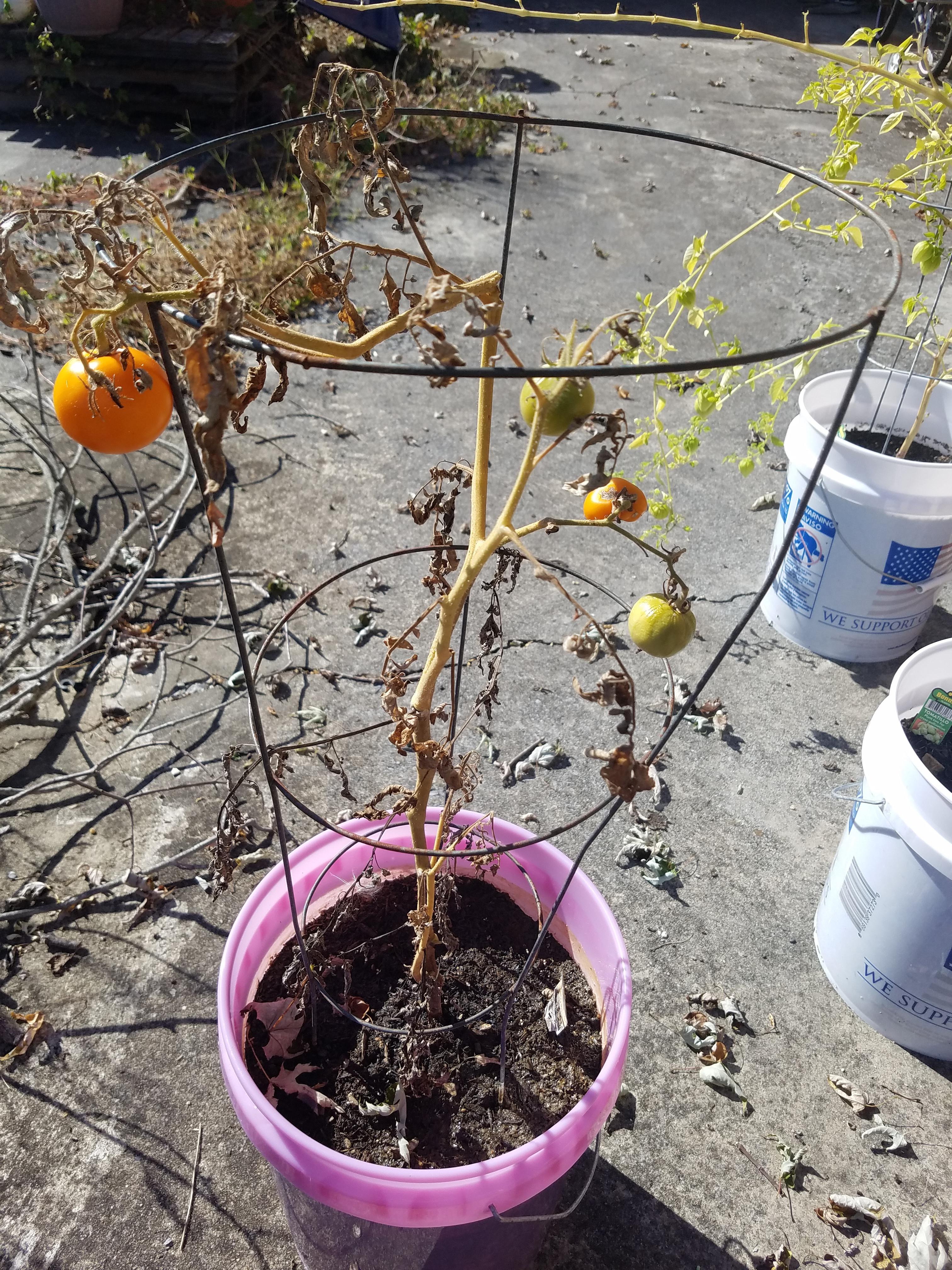 My Mr.Stripey tomato plants are dying and I'm not sure why, I have a