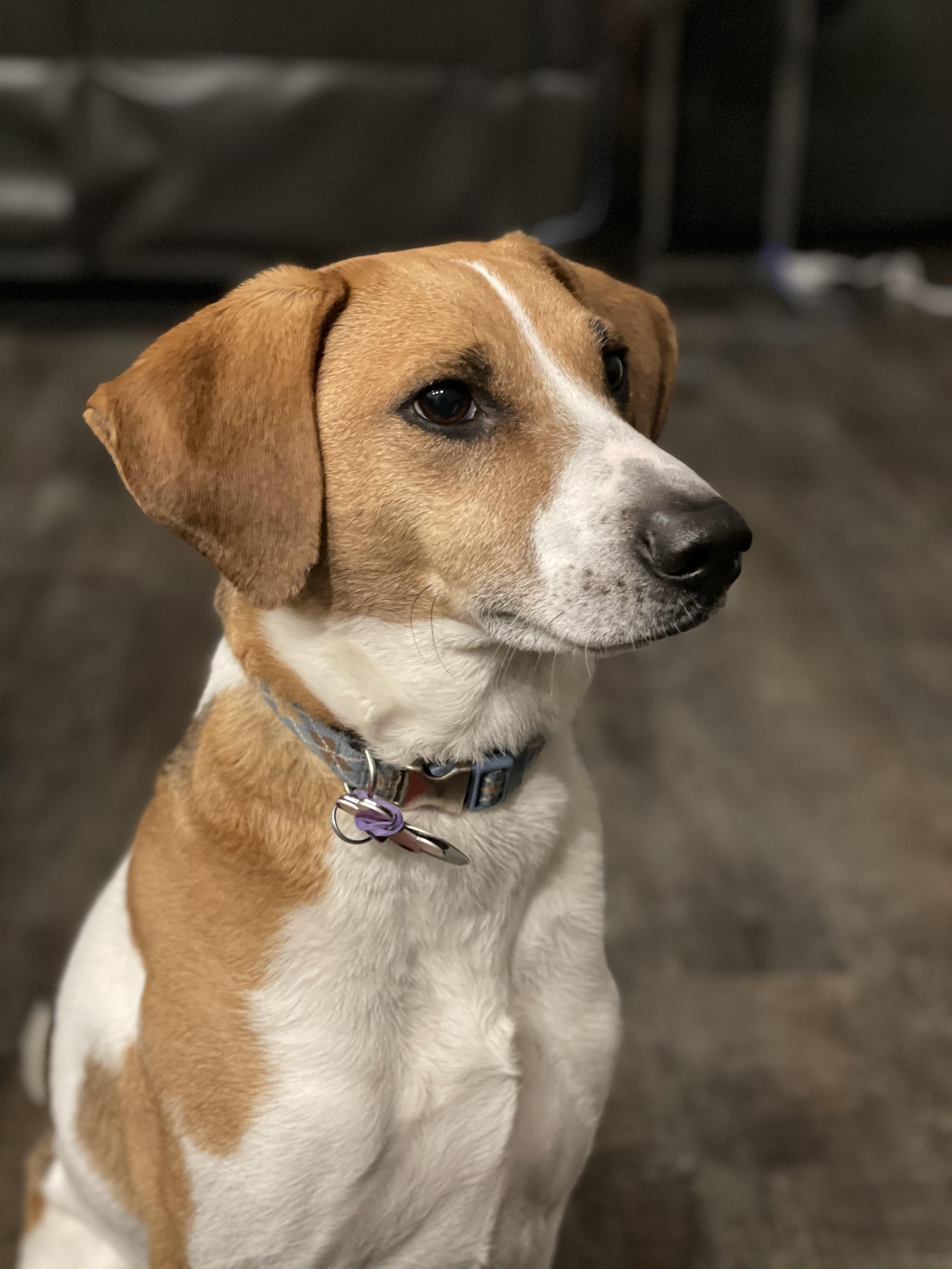 Portrait Mode iPhone 12 Pro r/iPhone12