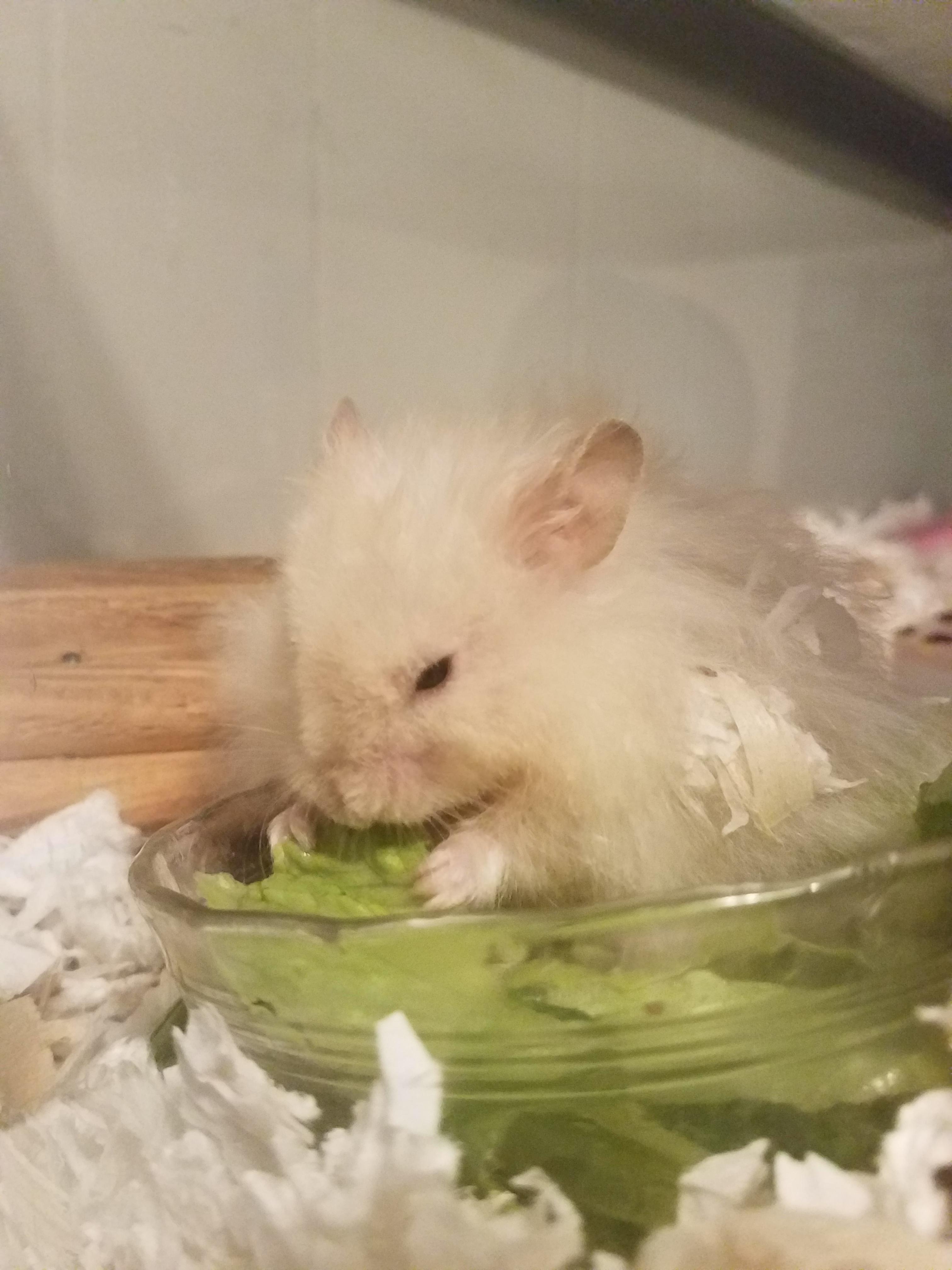 My old man enjoying some romaine lettuce ) r/hamsters