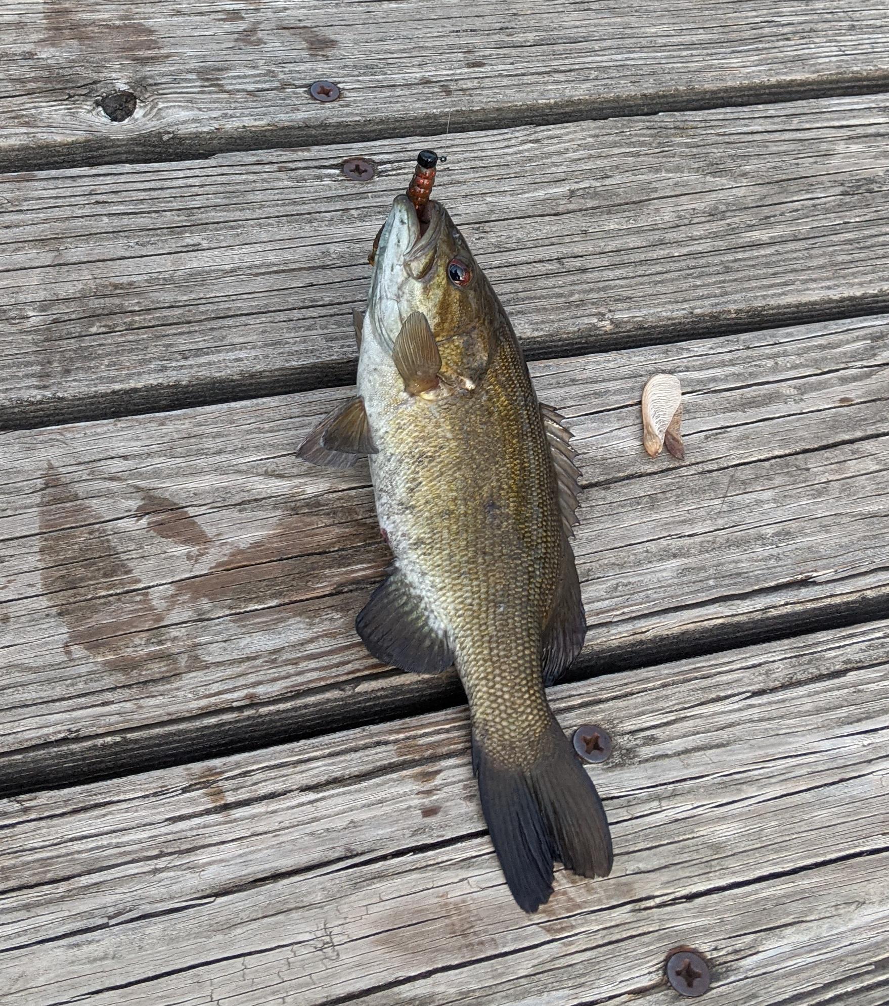 It is possible to catch fish on the Des Moines River! I was starting to