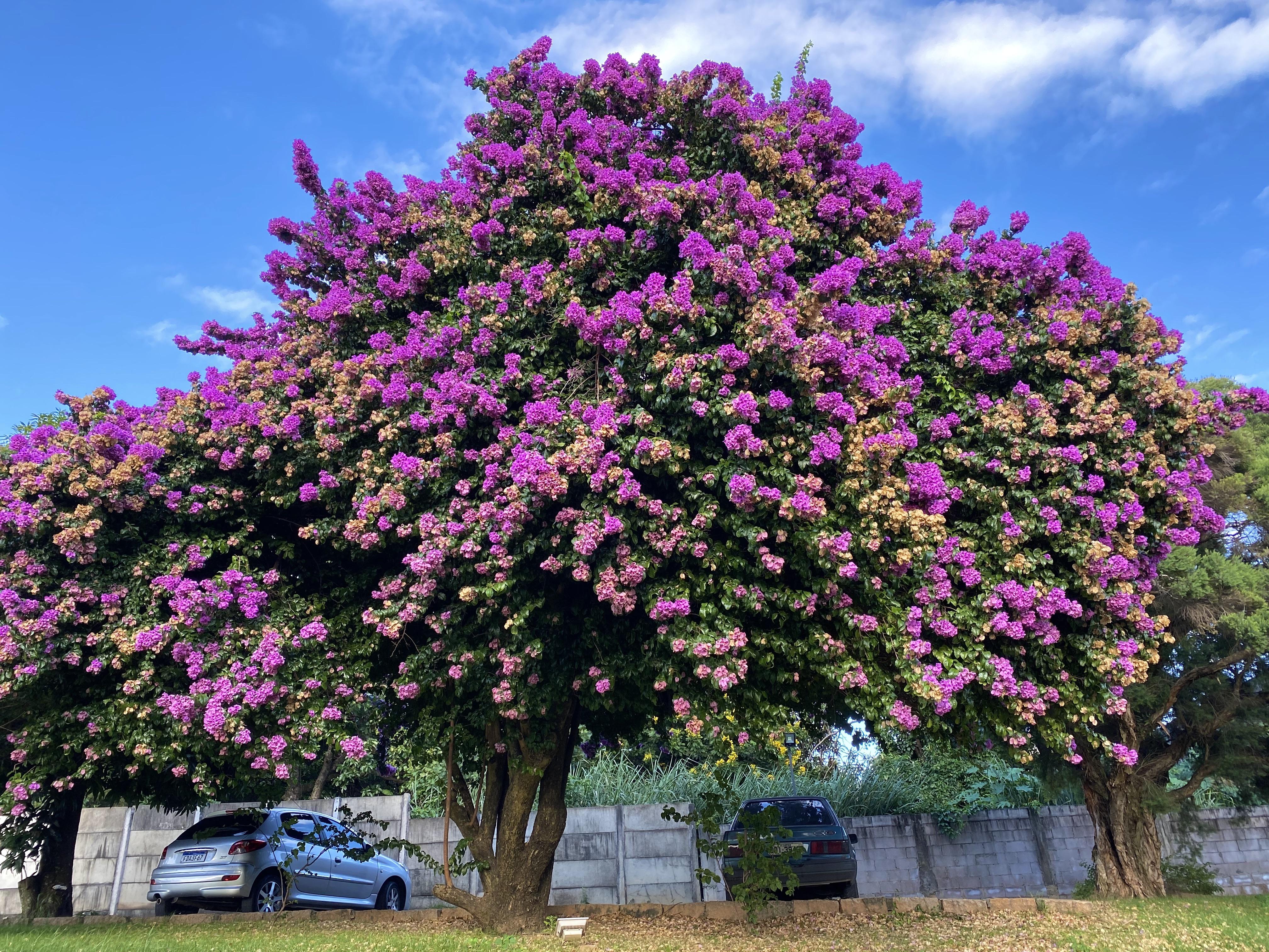 This huge bougainvillea tree in Brazil r/gardening