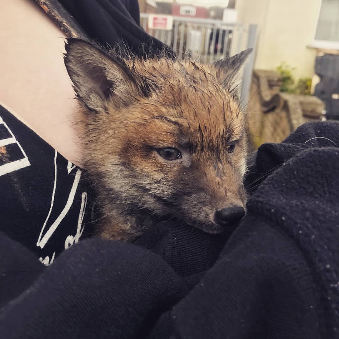 Baby fox we rescued from an enclosed area he couldnt escape aww