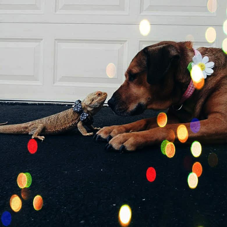 Dog meets pet lizard for the first time r/aww