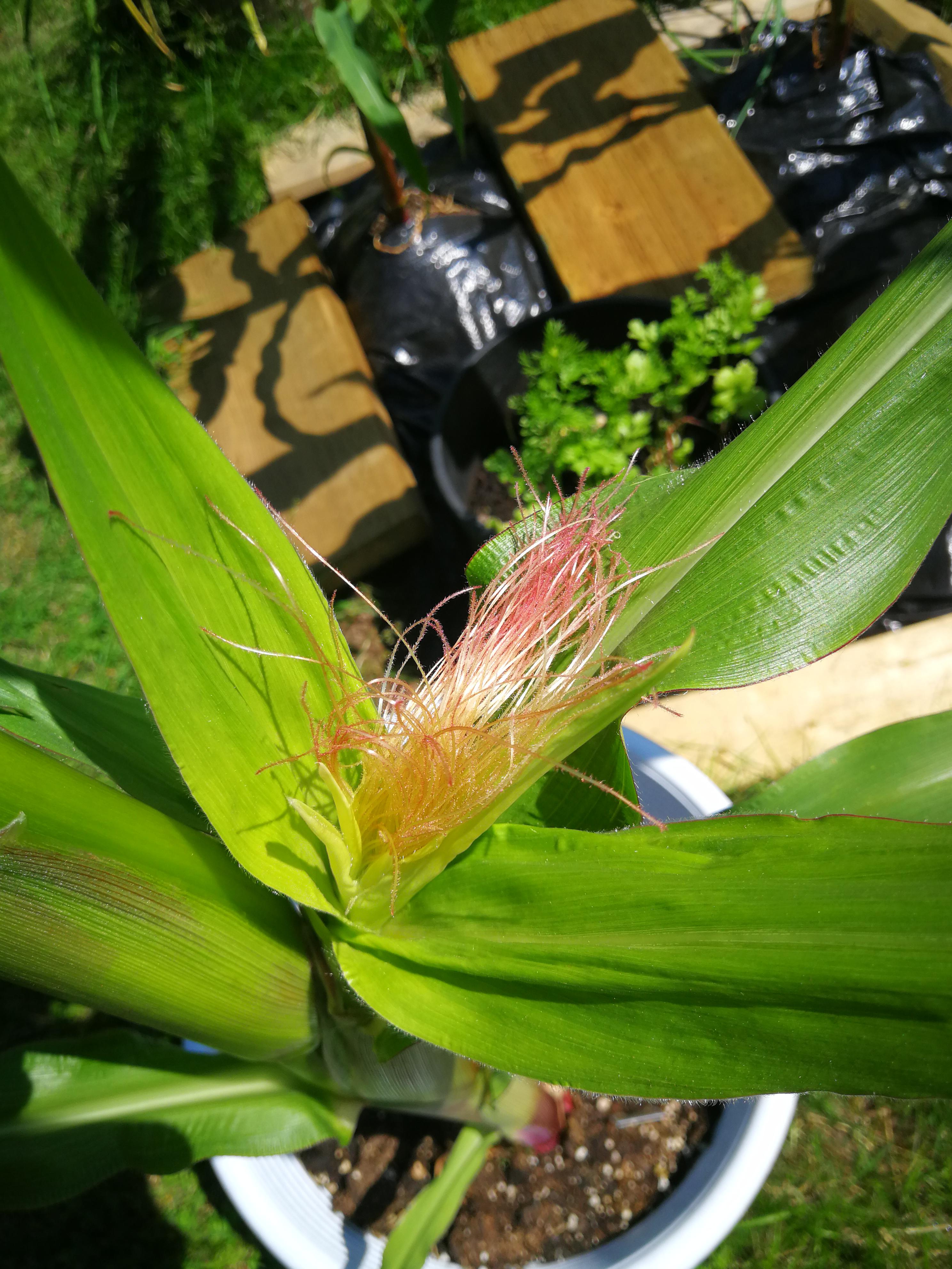 Is this corn growing from my corn plant? If not, what is it? r