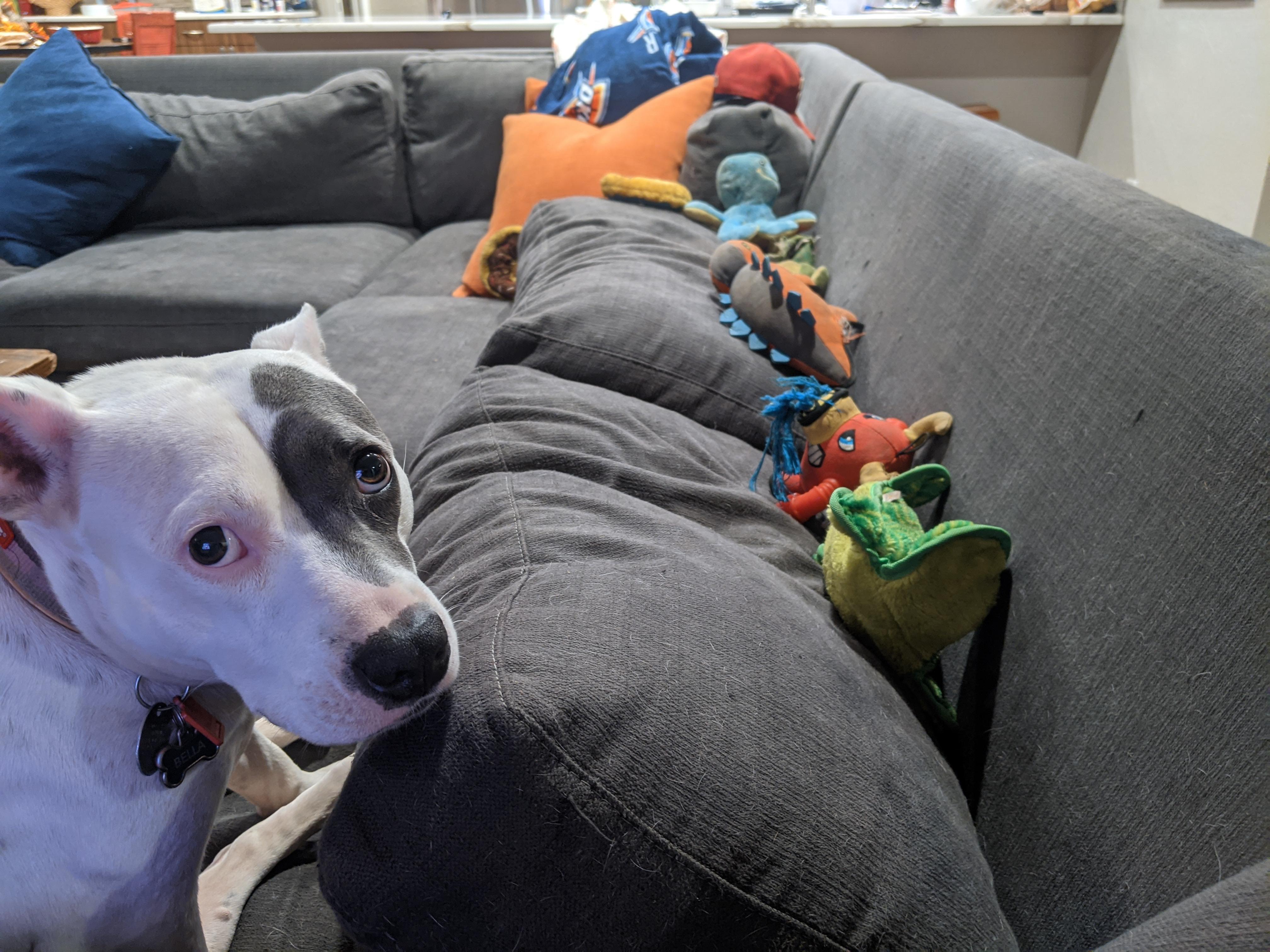My dog tries to hide her toys behind couch cushions so I can't put them