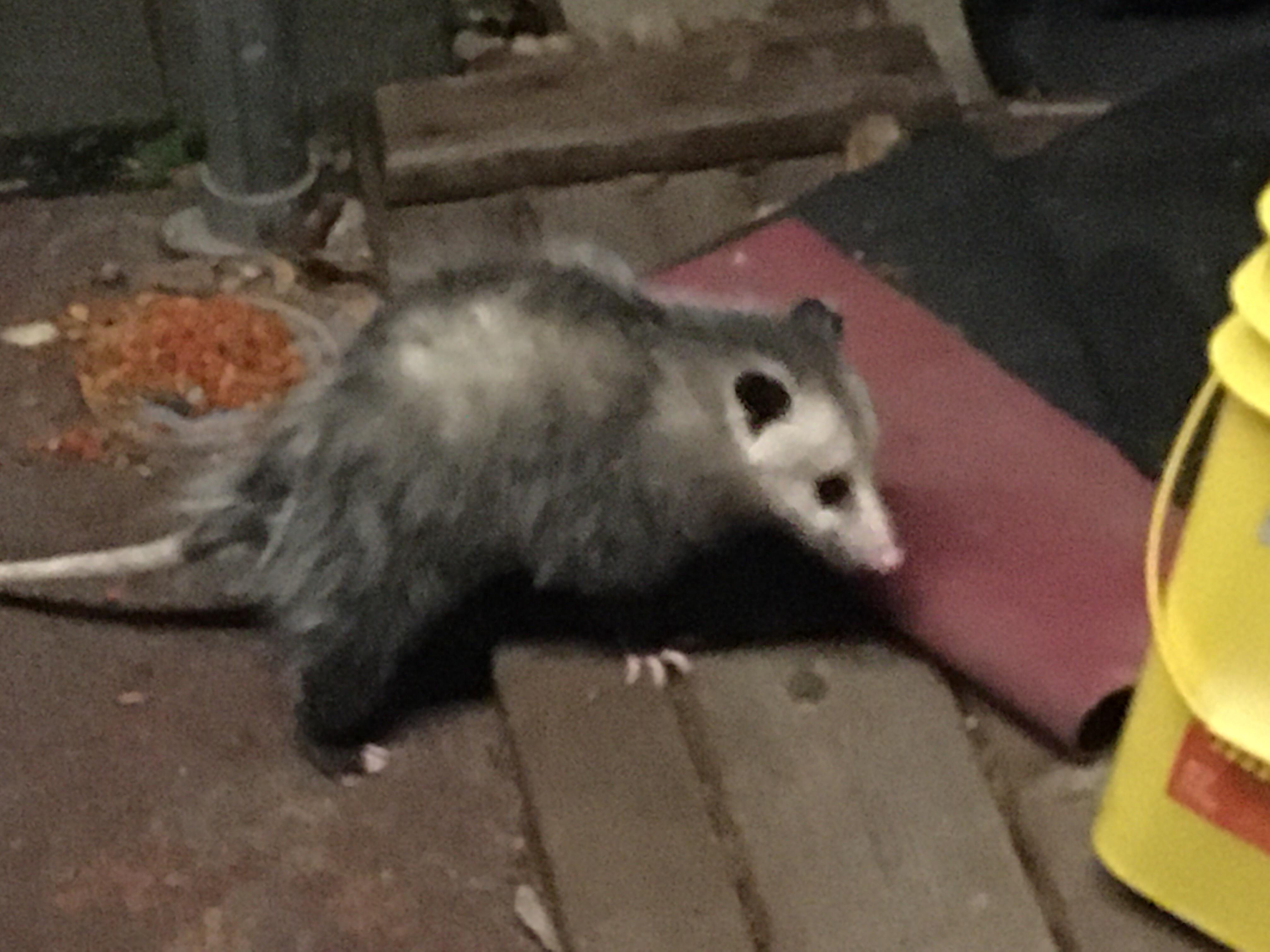 My possum eats the cat food and smacks so loud I can hear it from my