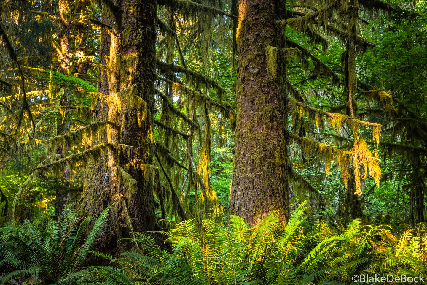 Hoh Rainforest Olympic Peninsula, Washington by Blake DeBock
