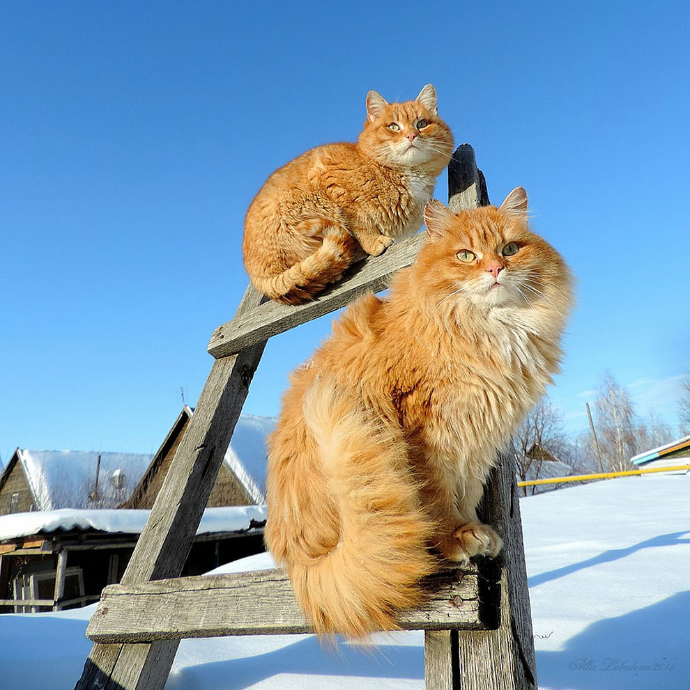 Siberian Cats r/aww