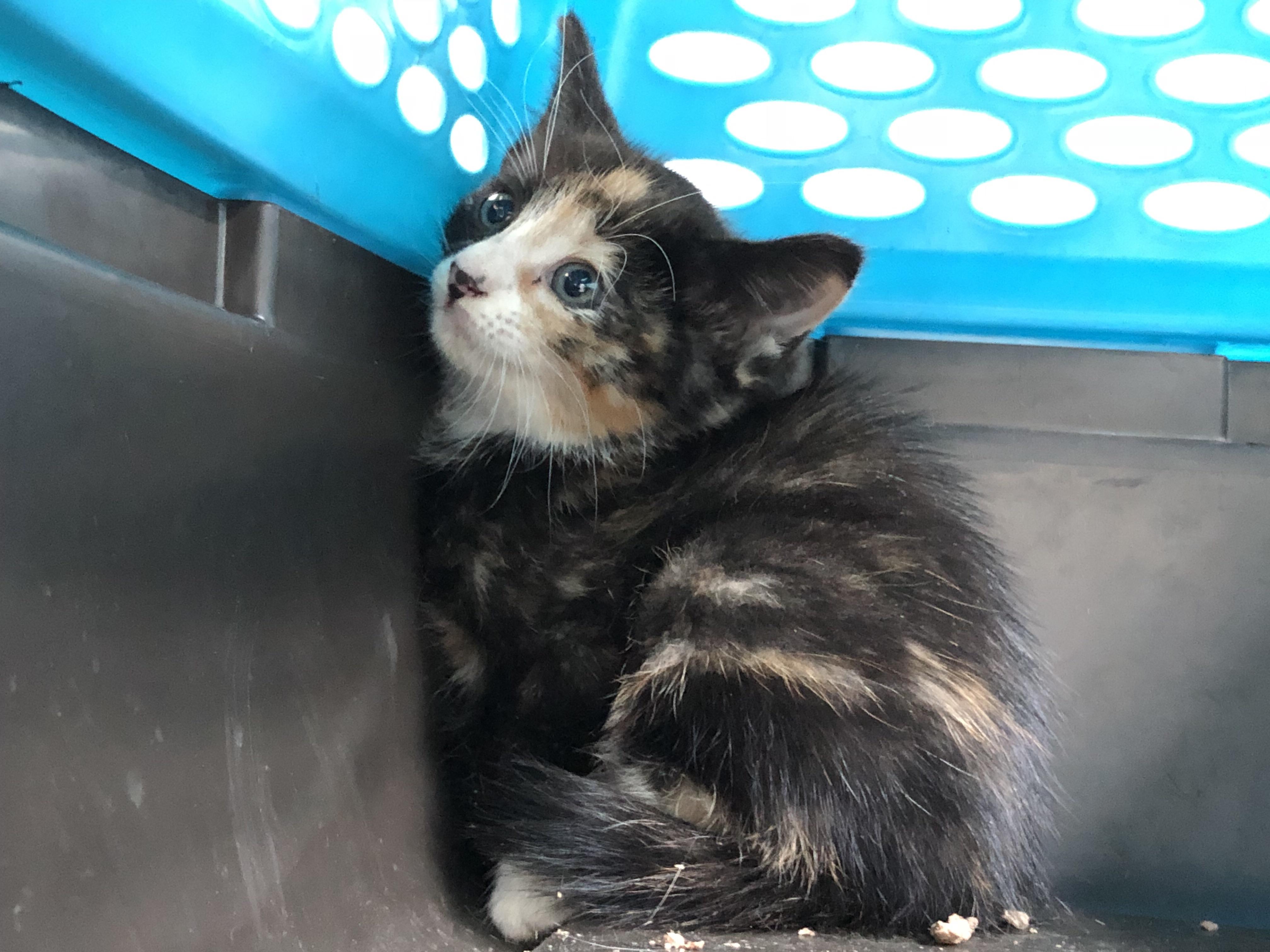 Found another kitten under our porch! r/cats