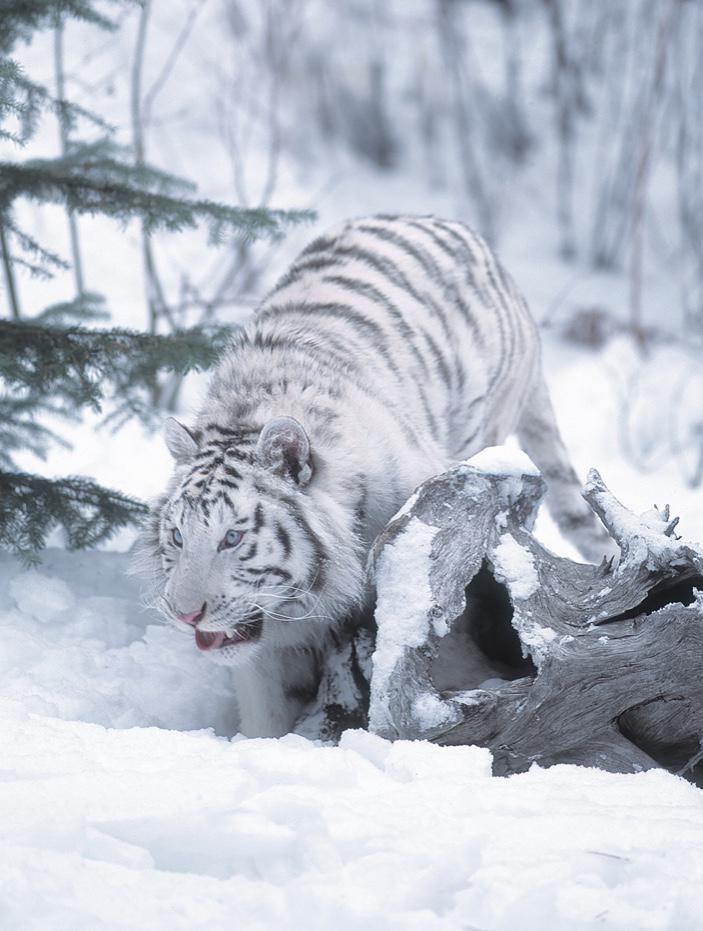 Rare photo of a White Bengal tiger in a natural environment (by Jim