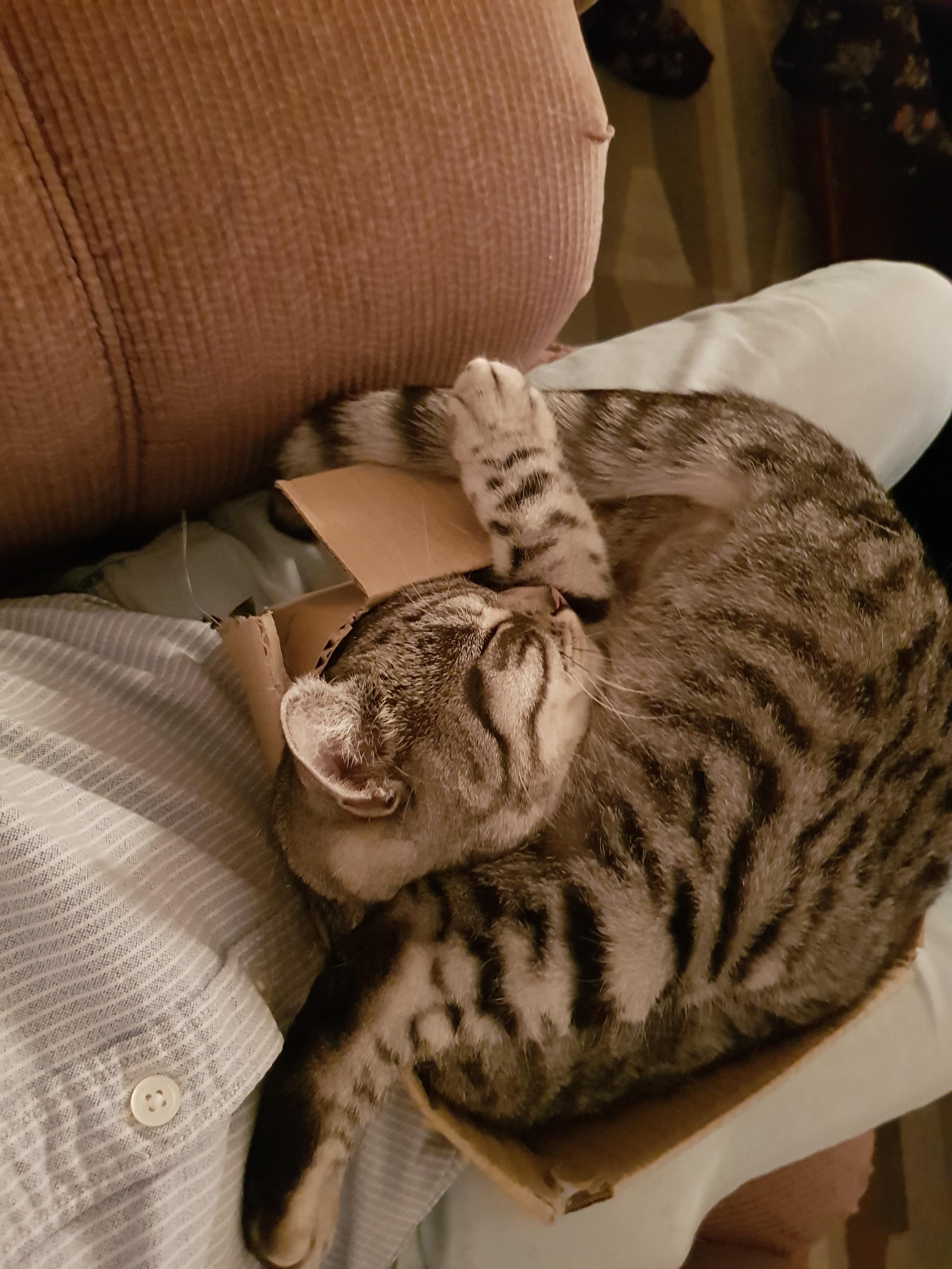 if i fits i do this? r/cats