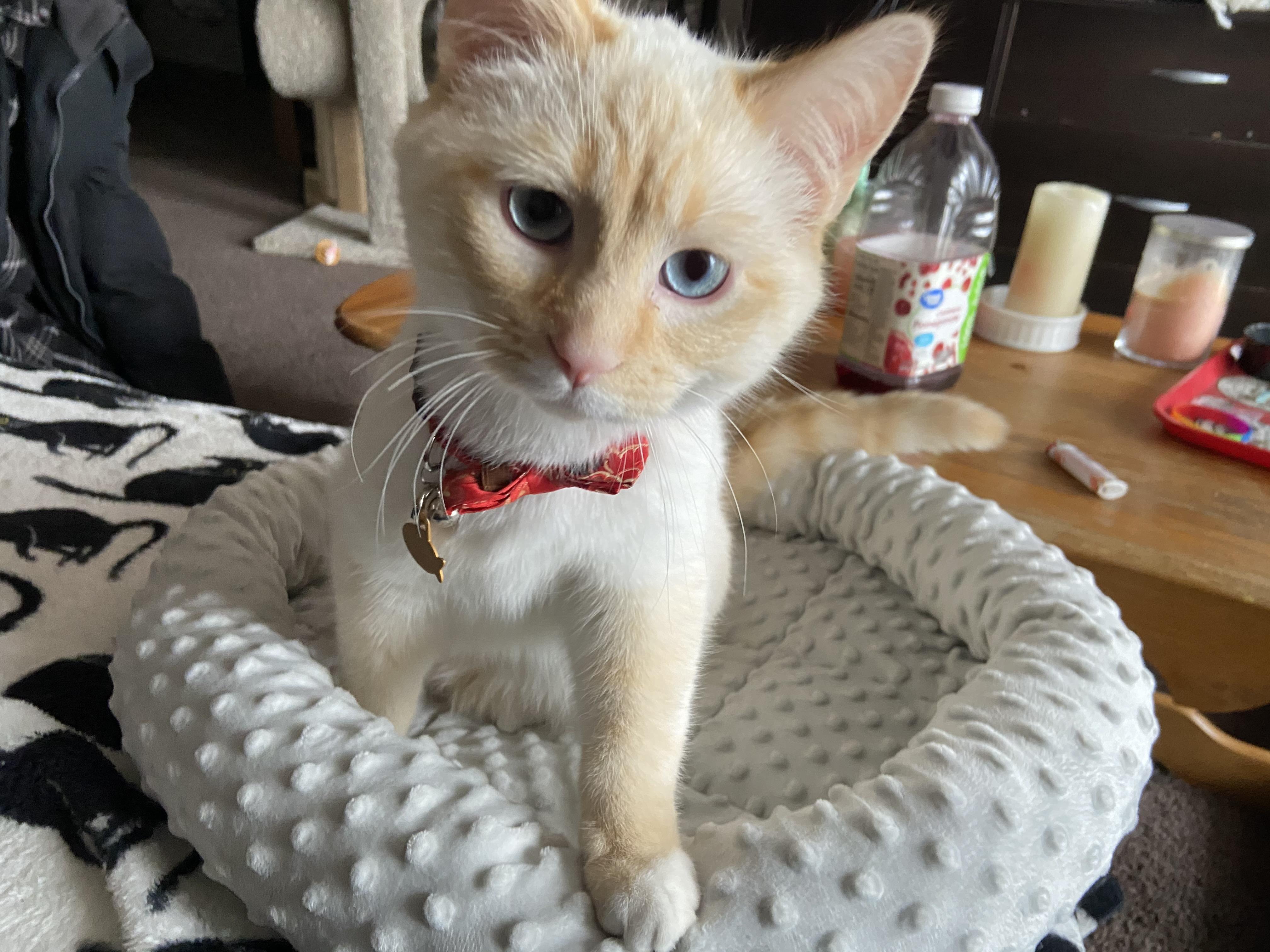 Reddit, meet Chowder r/Eyebleach