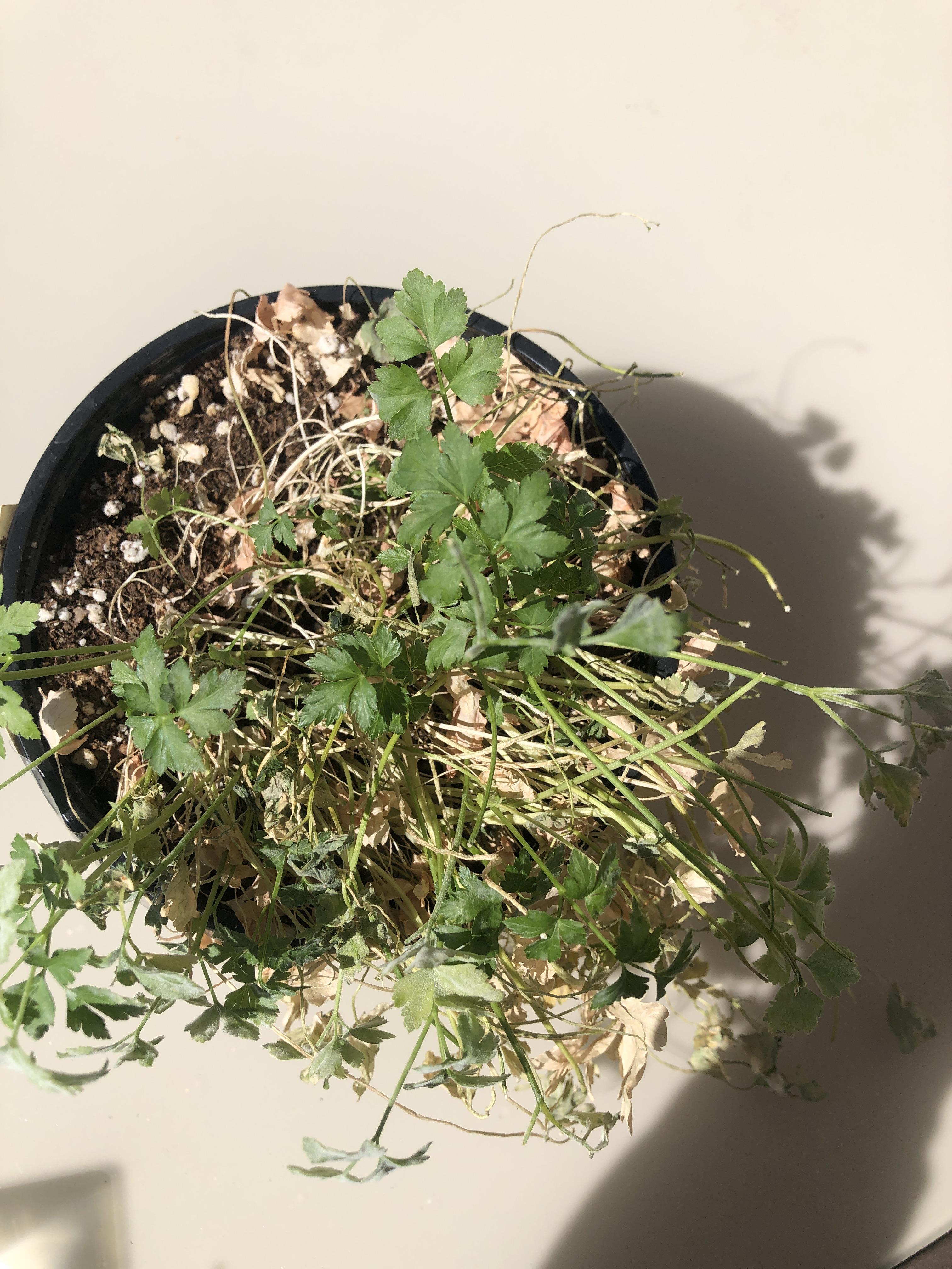 Parsley wilting and yellowing, how can I save it? r/plantclinic