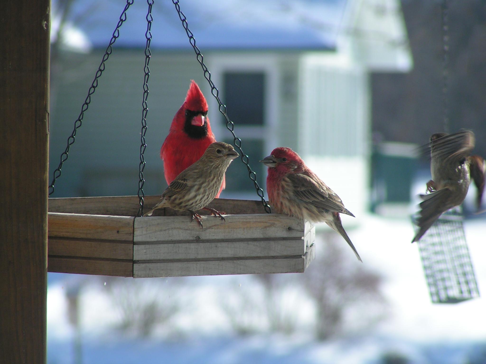 Cardinal & House Finches r/birding