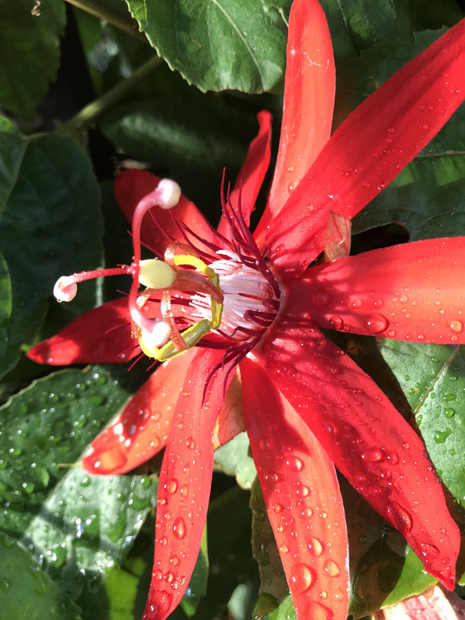 One of my favorites, red passion flower r/botany