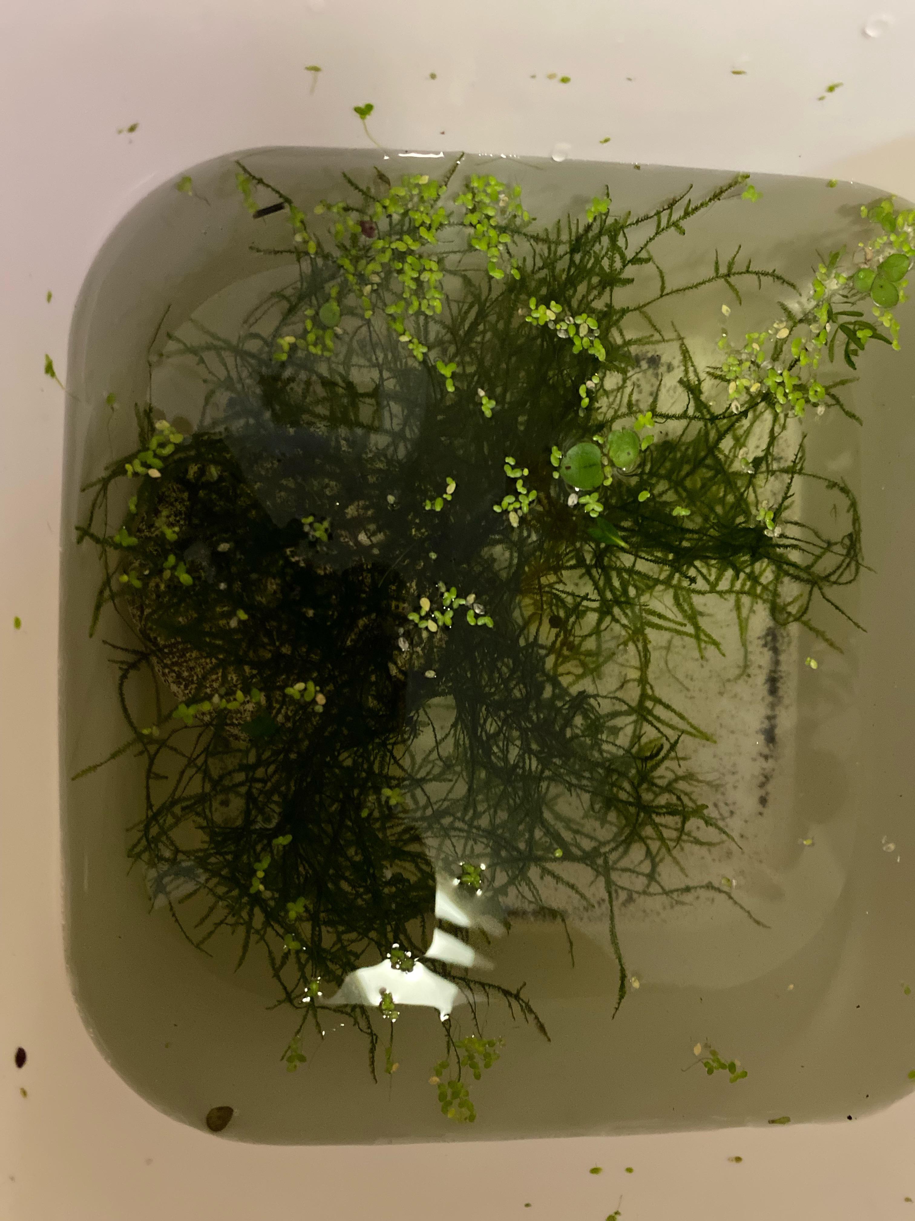 Can I put this in hydrogen peroxide? r/Aquariums