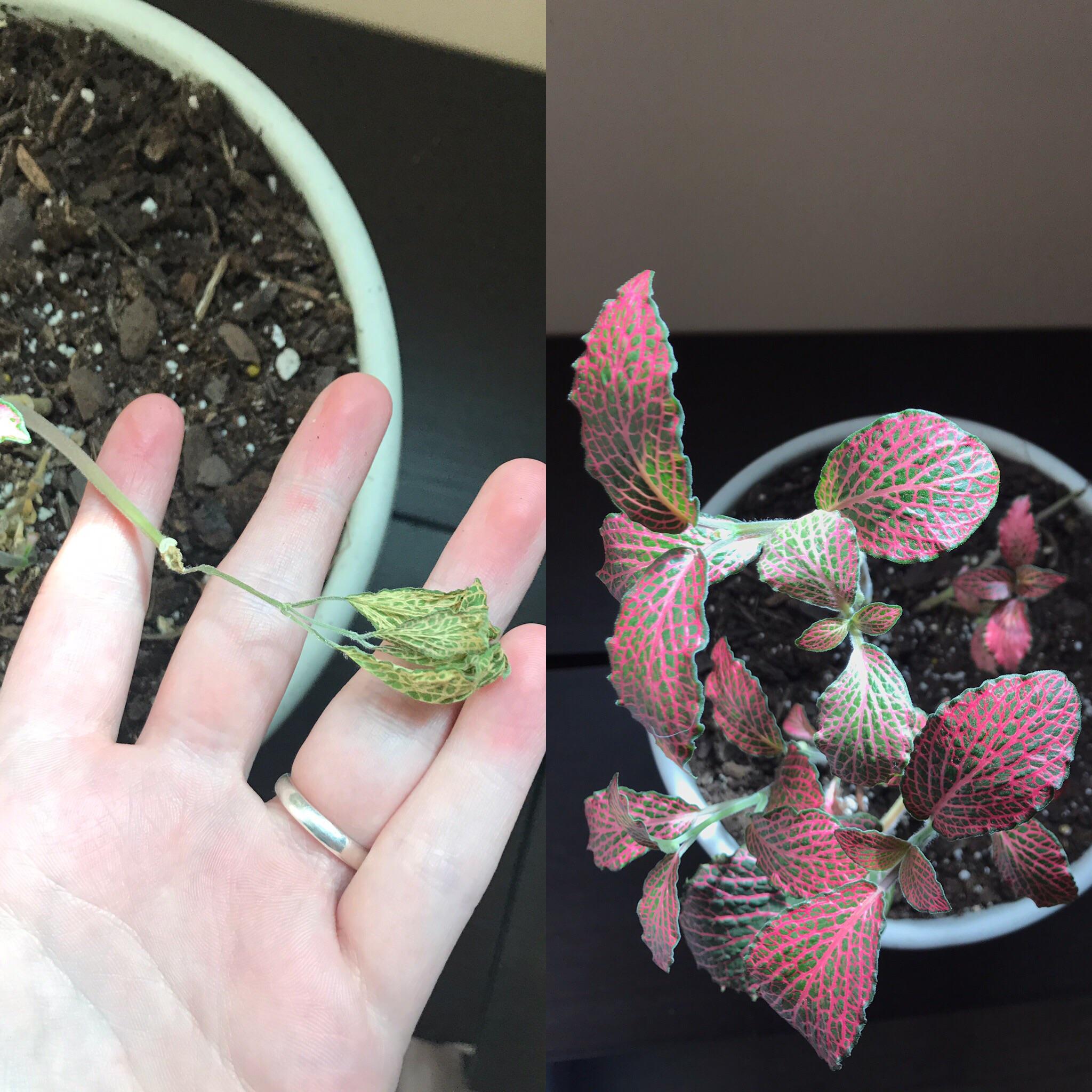 Stems on my nerve plant keep going pale and dying. Does anyone know