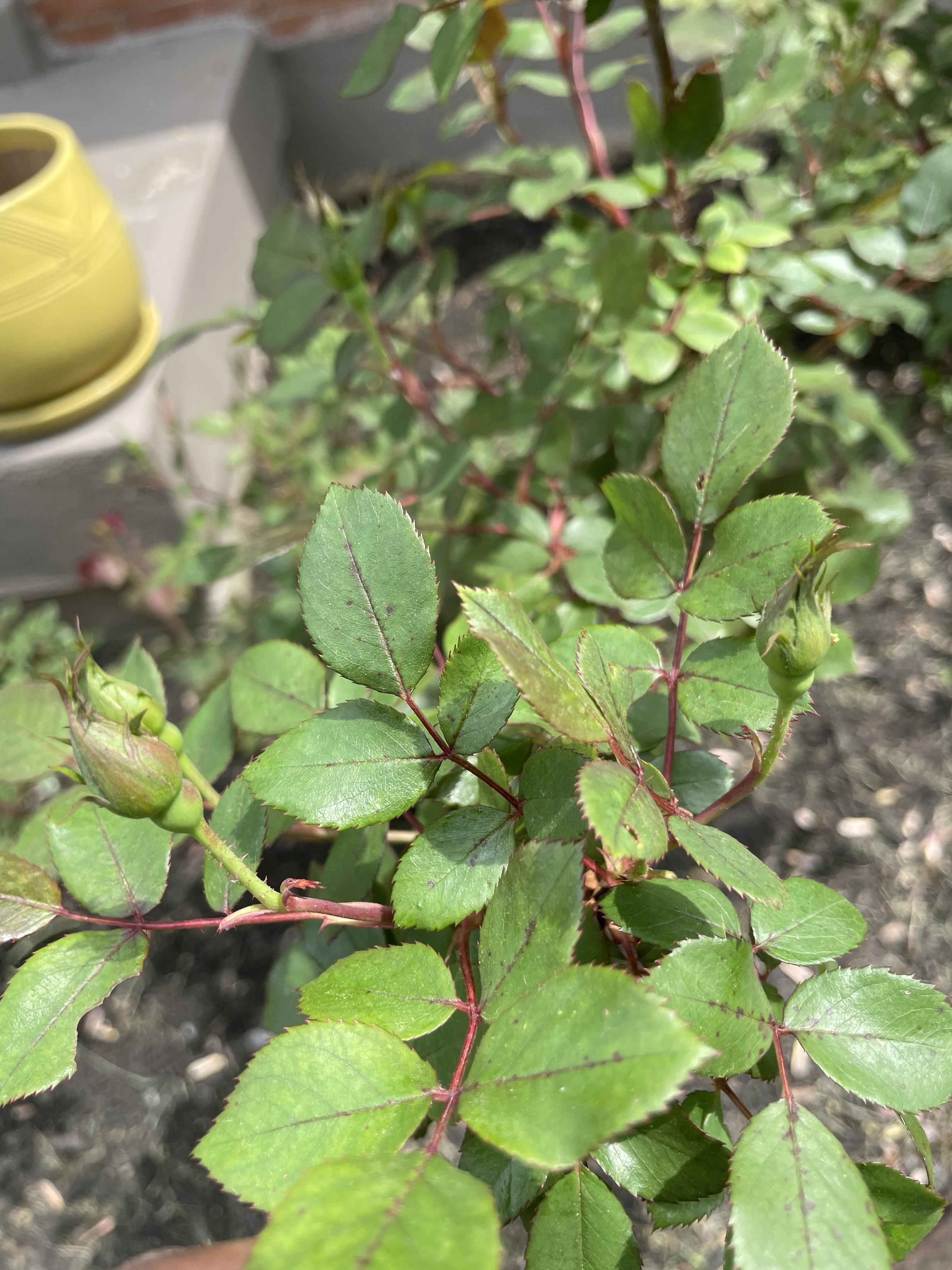 Will these buds open at all? None of my knockout rose buds have opened