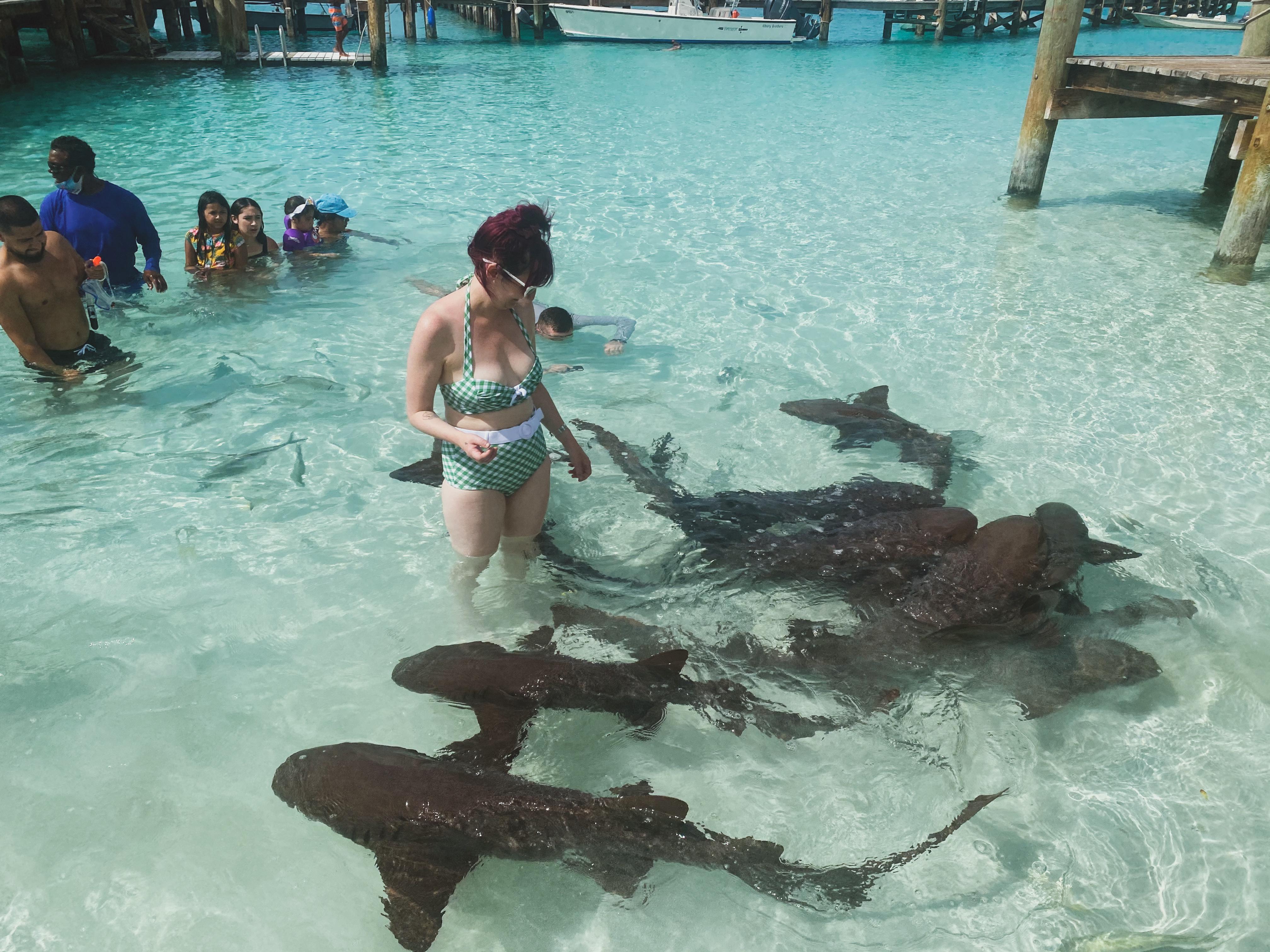 Finally my dream of swimming with nurse sharks! r/sharks