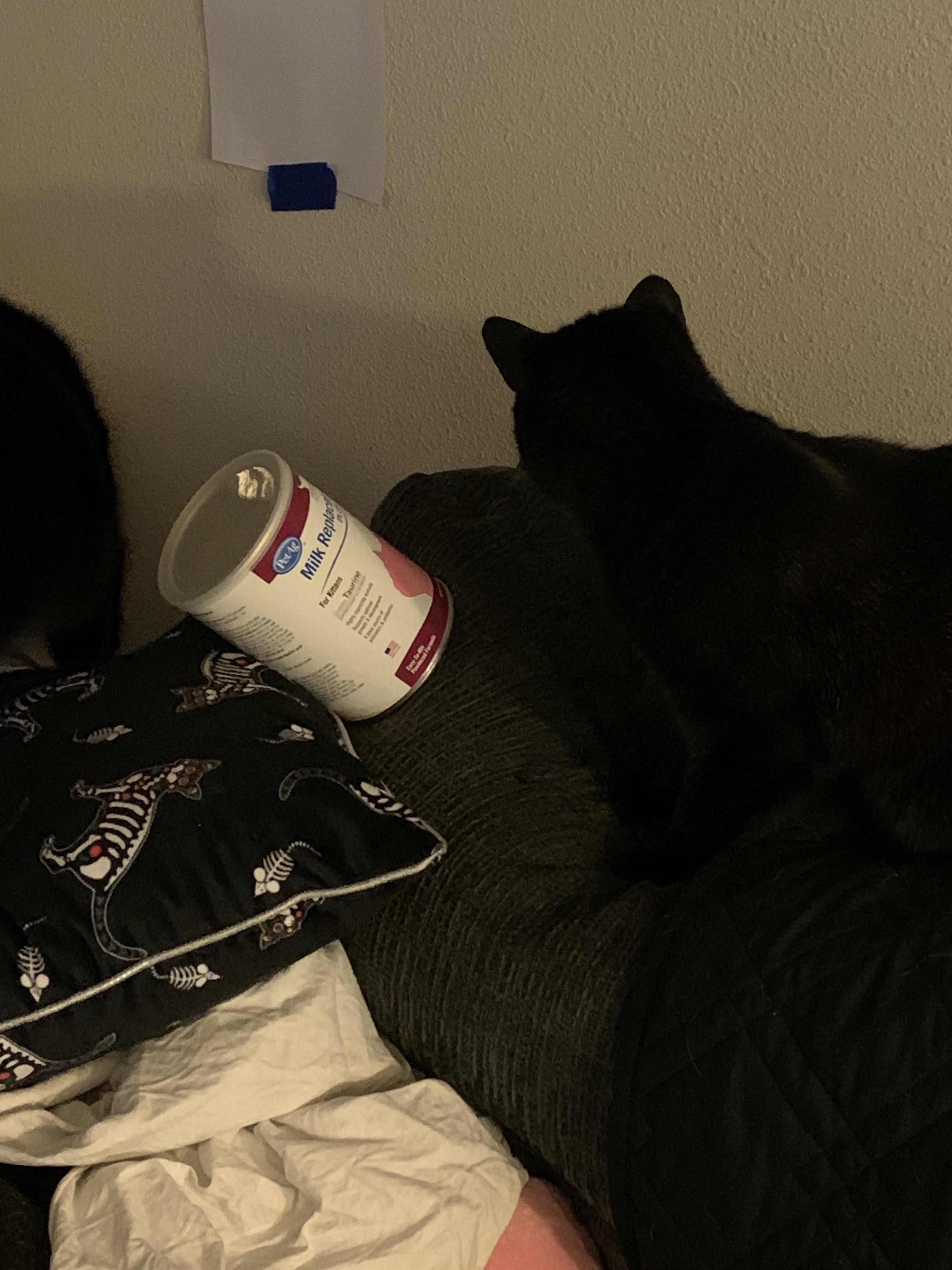 Oh look what the cats drug out....explanation in the comments r/cats