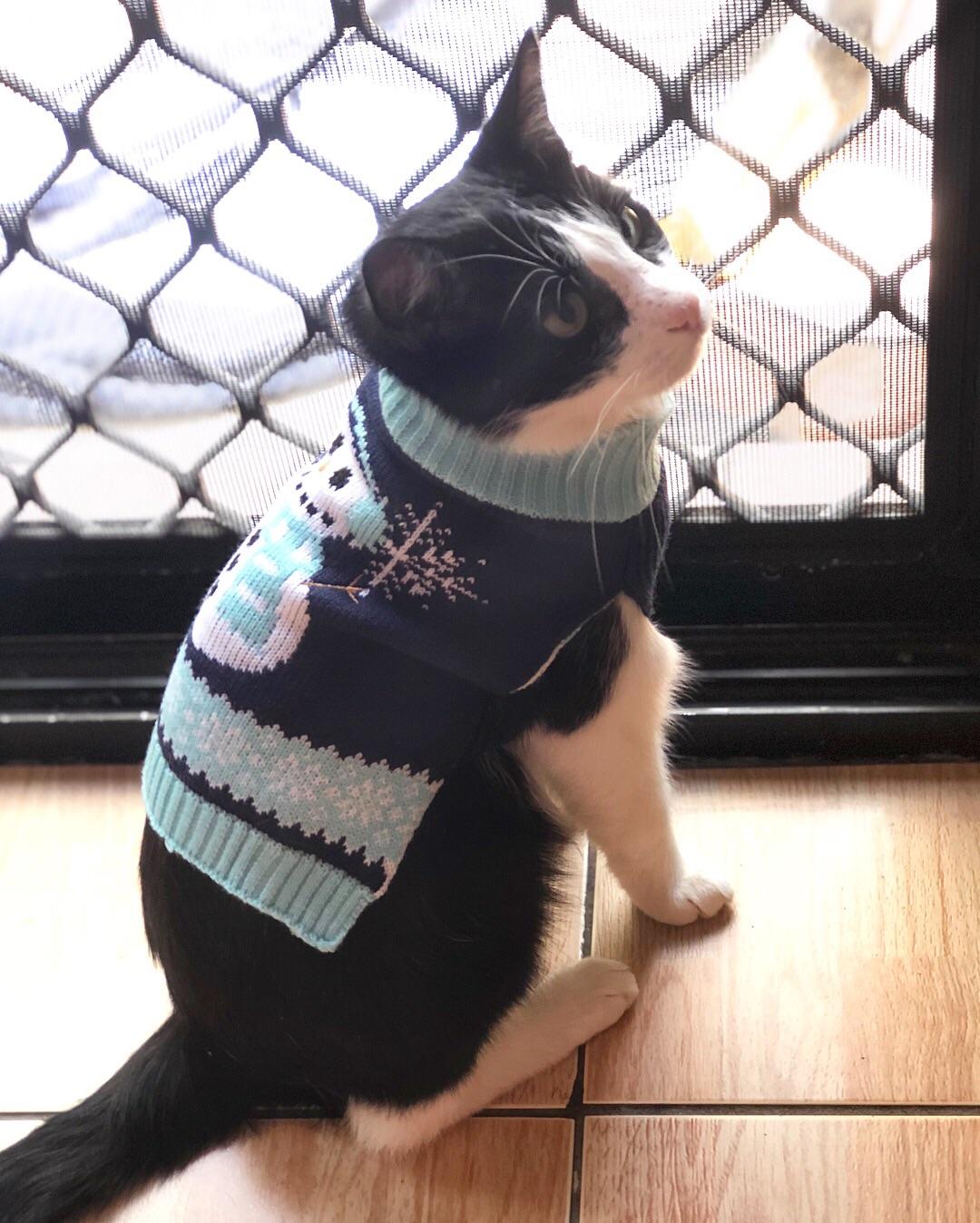Here’s my boy Chase wearing his Christmas sweater. He was