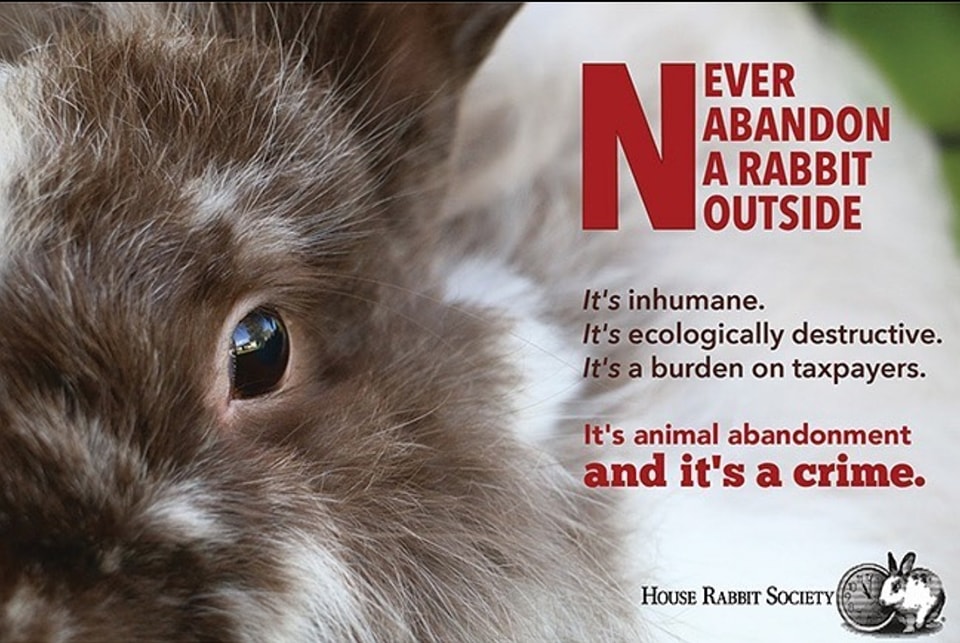 Never Abandon A Rabbit Outside r/Rabbits