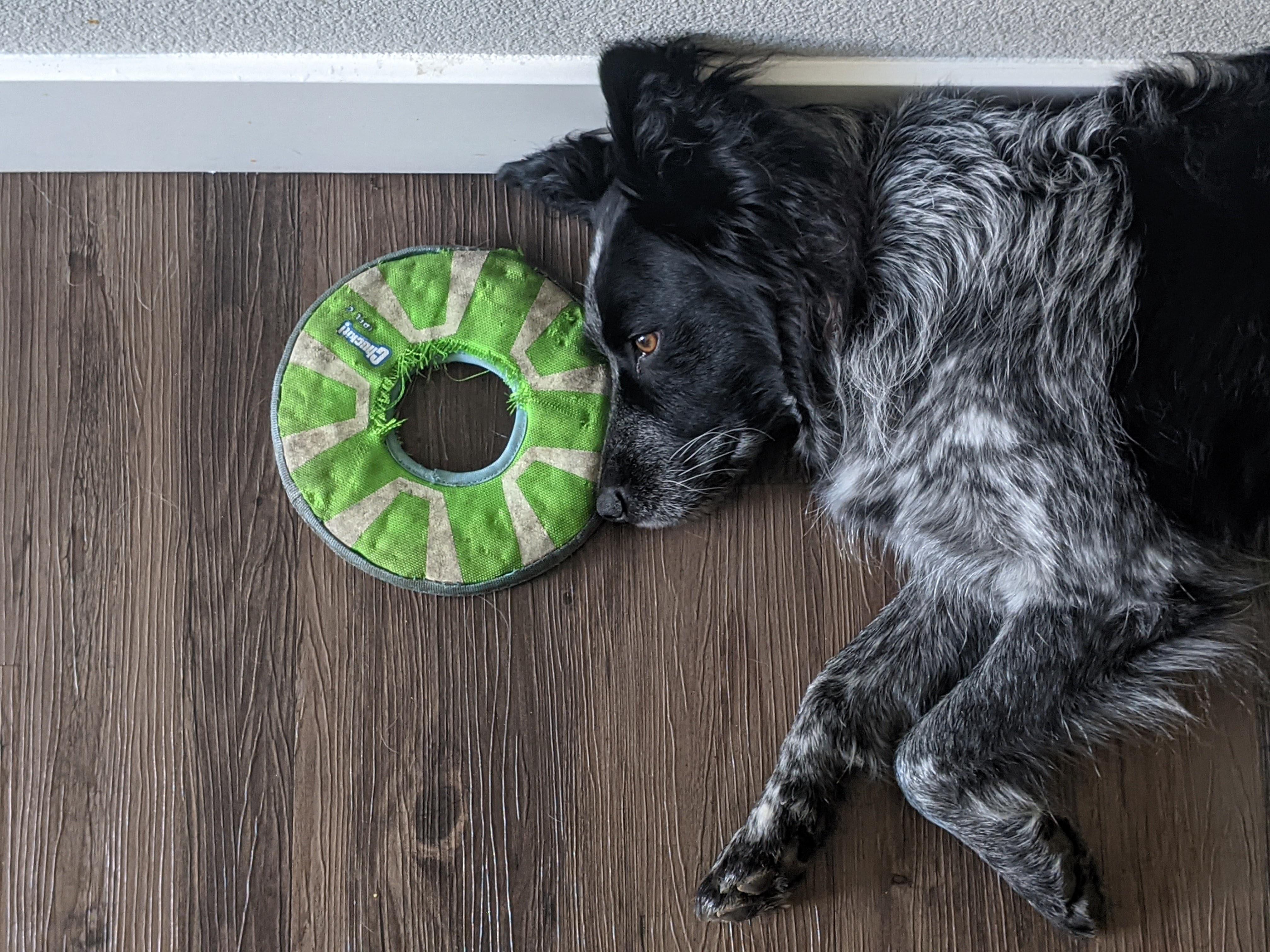 This is how my dog lays in case.. you know.. you wanna throw the