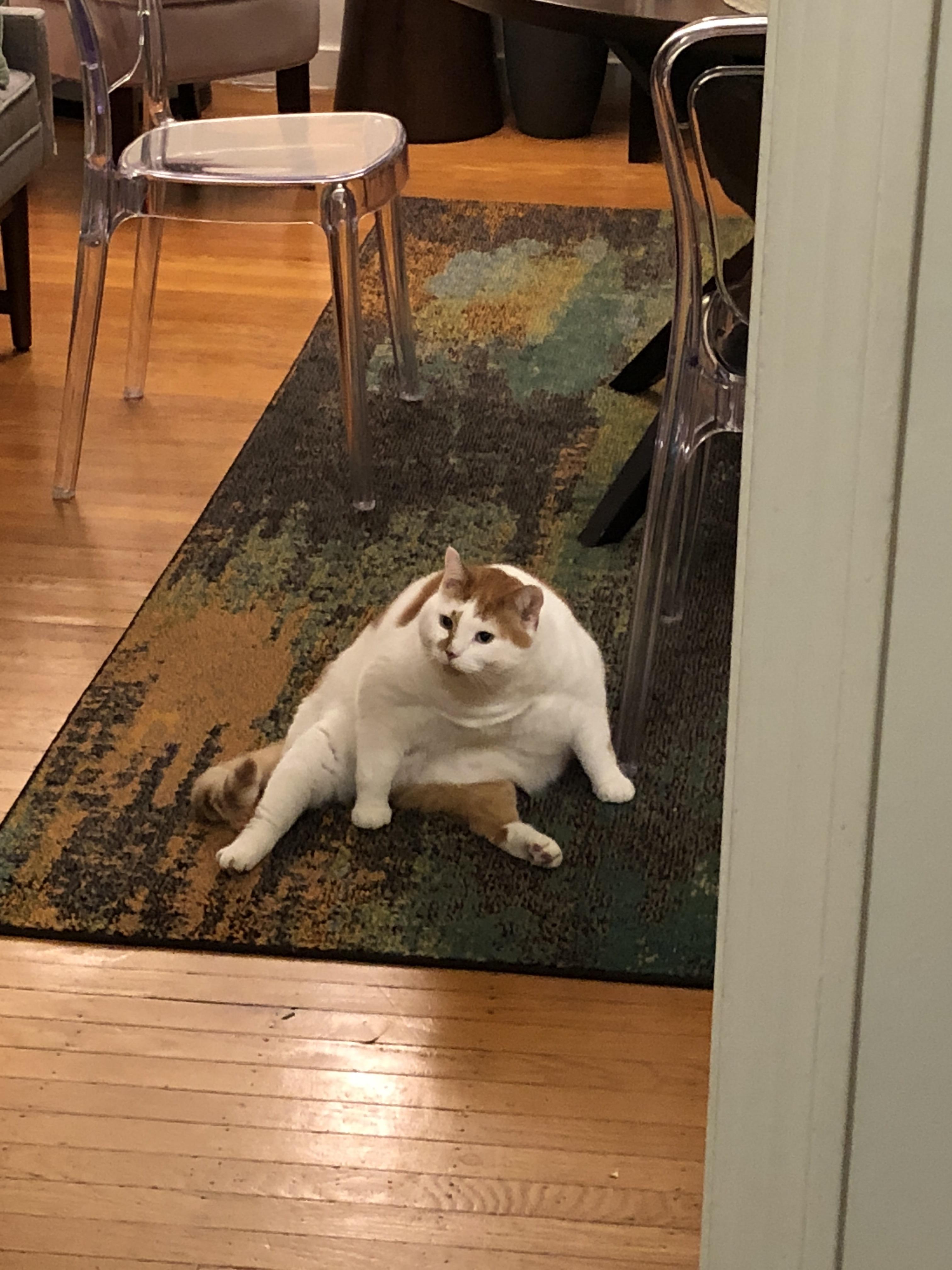 made a new friend, tennessee r/Delightfullychubby