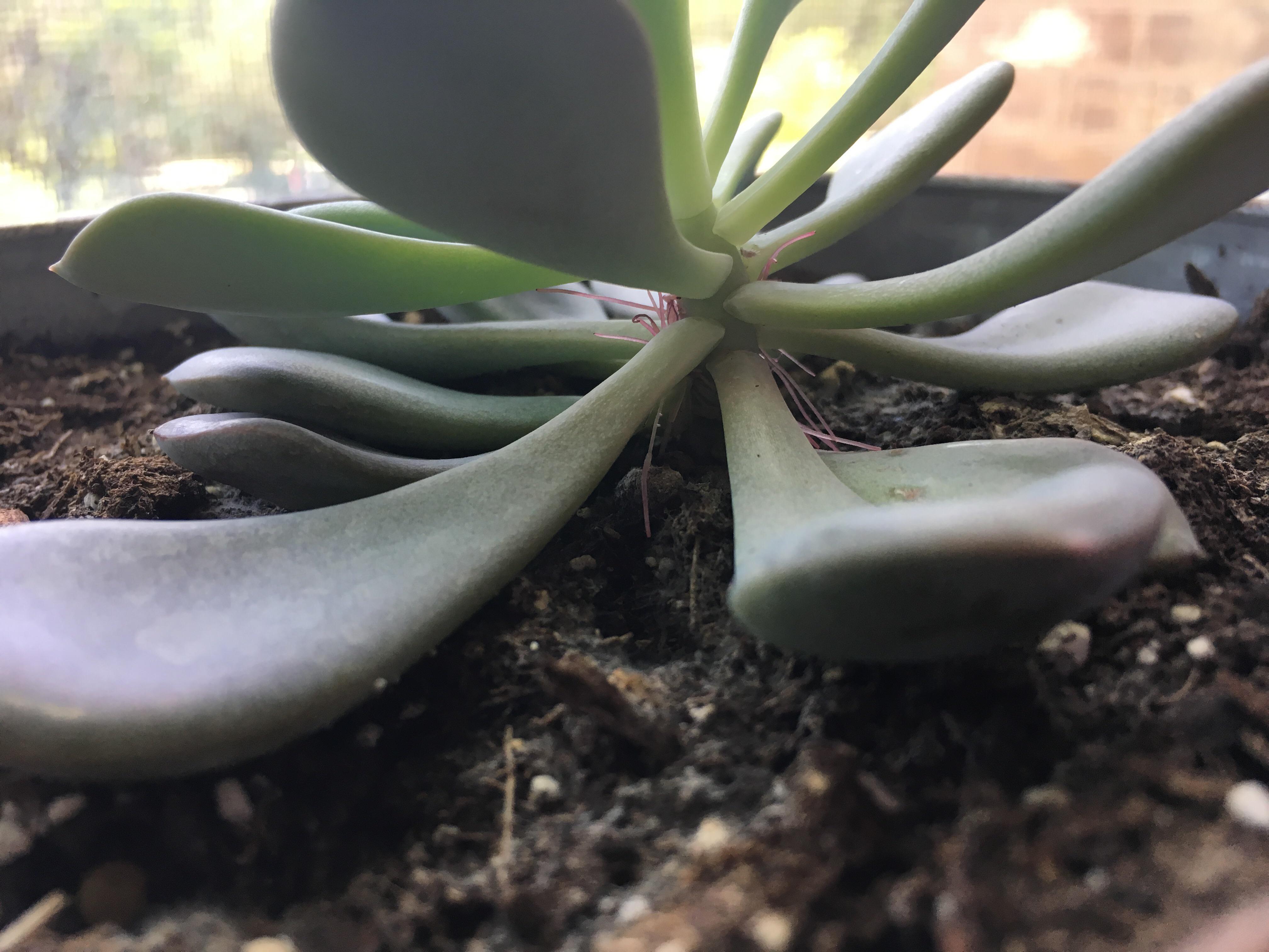 My succulent has been growing roots? Should I just leave