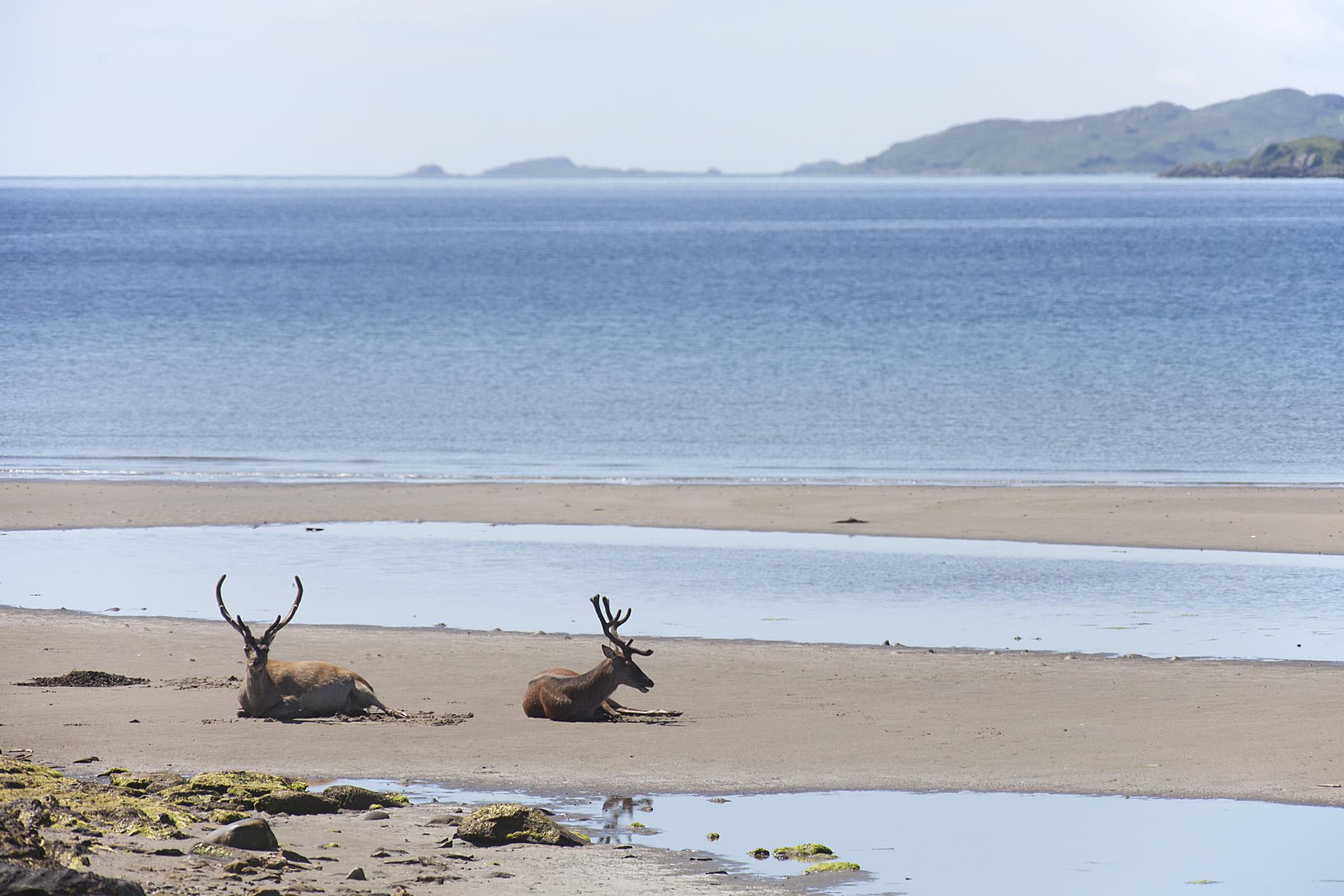 The Isle of Jura is very expensive r/Scotland