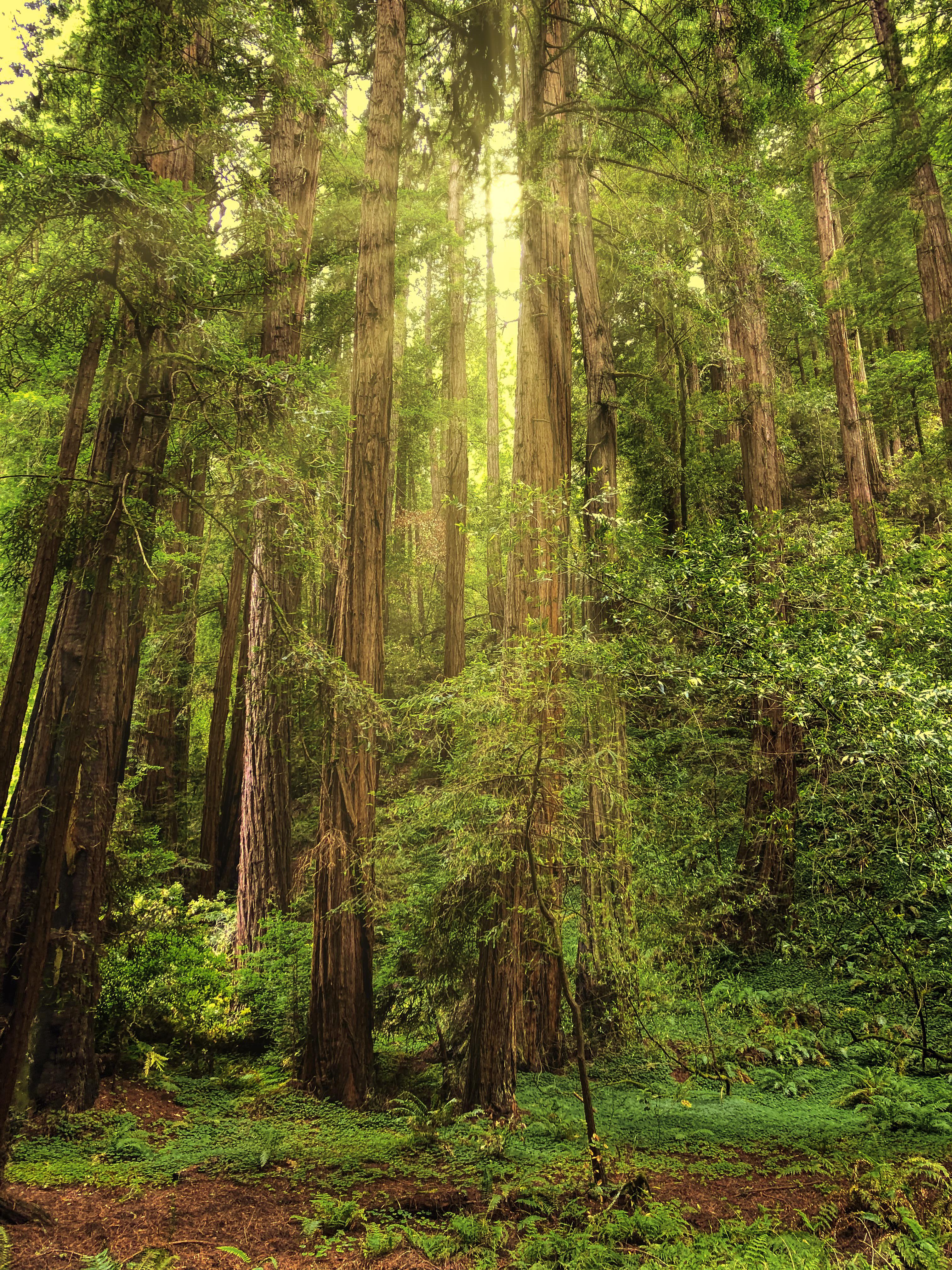 MichaelPocketList Great way to start a day in the forest. Muir Woods