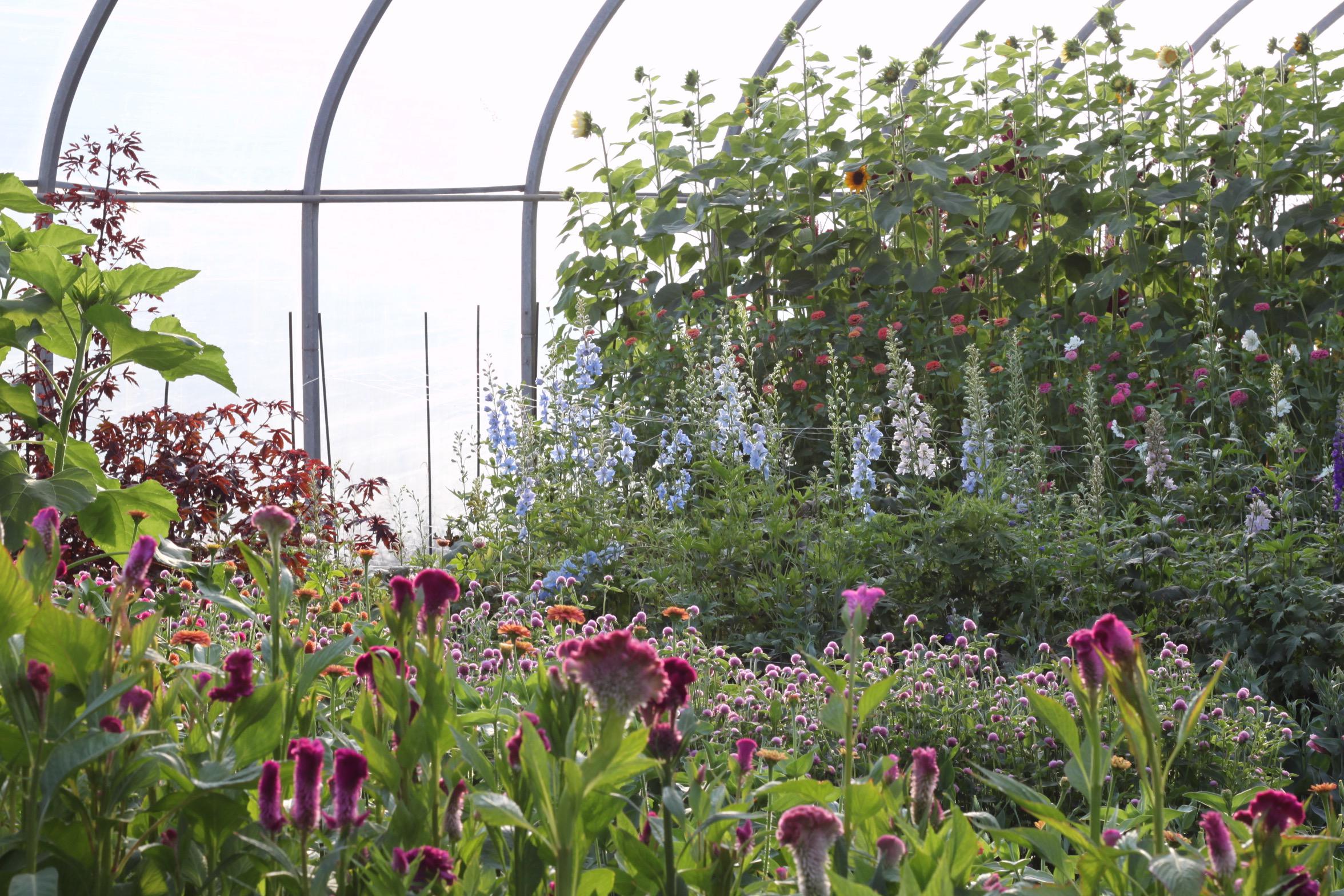 A picture inside my hoop house from a couple of seasons ago r/flowers