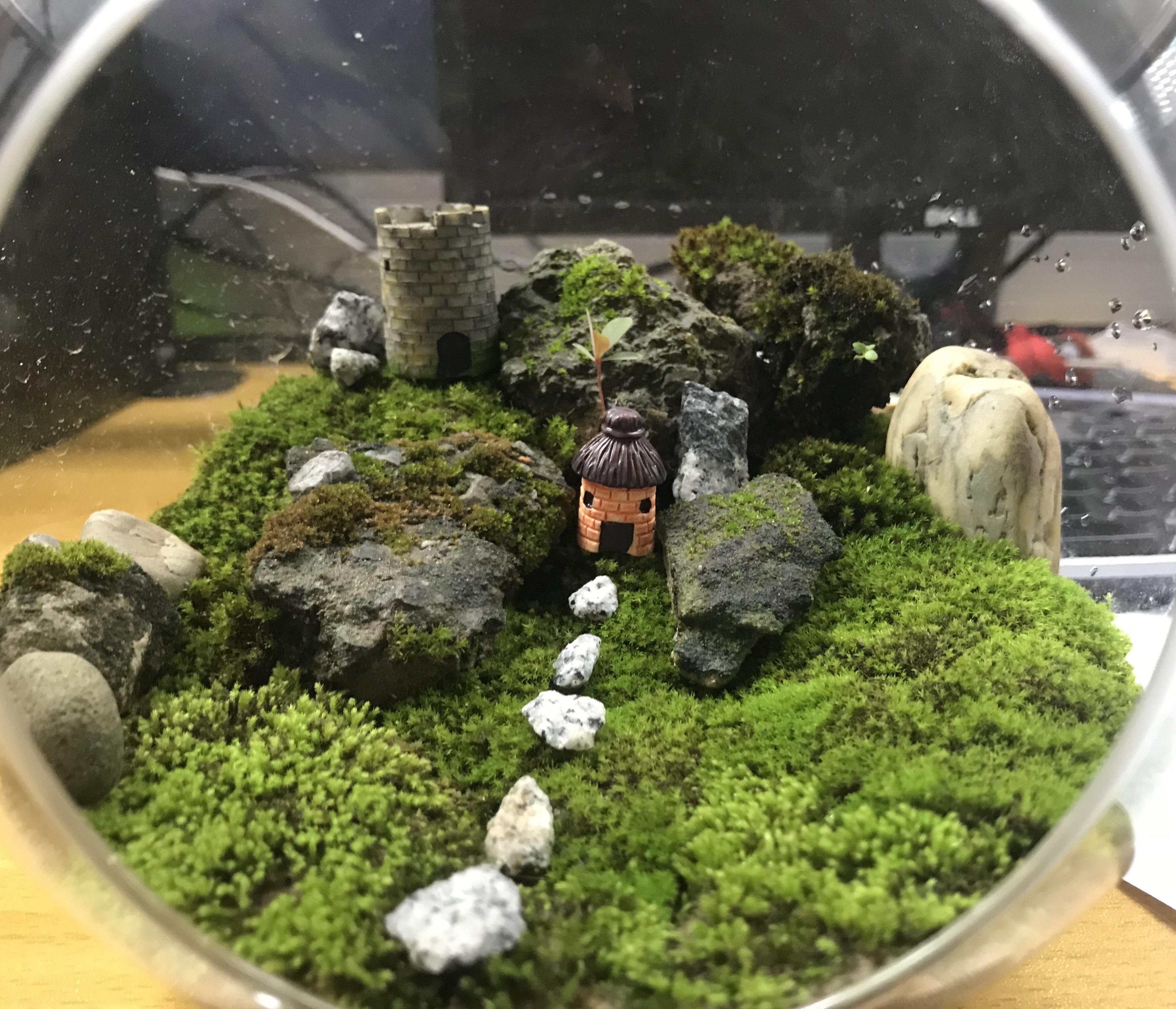 Not satisfied with my previous terrarium, so I redo everything again