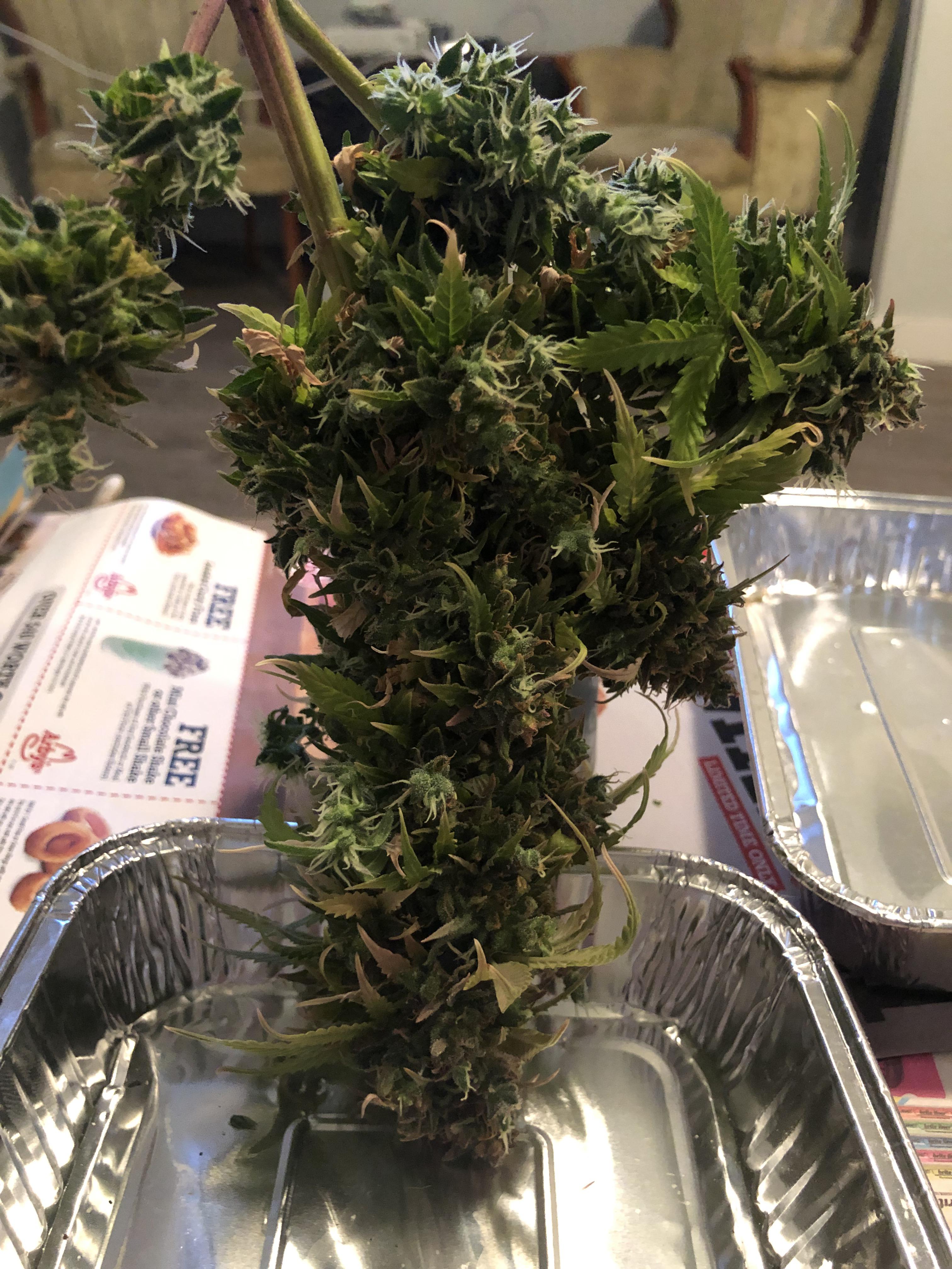 There’s a coors light tall boy in this image. r/microgrowery