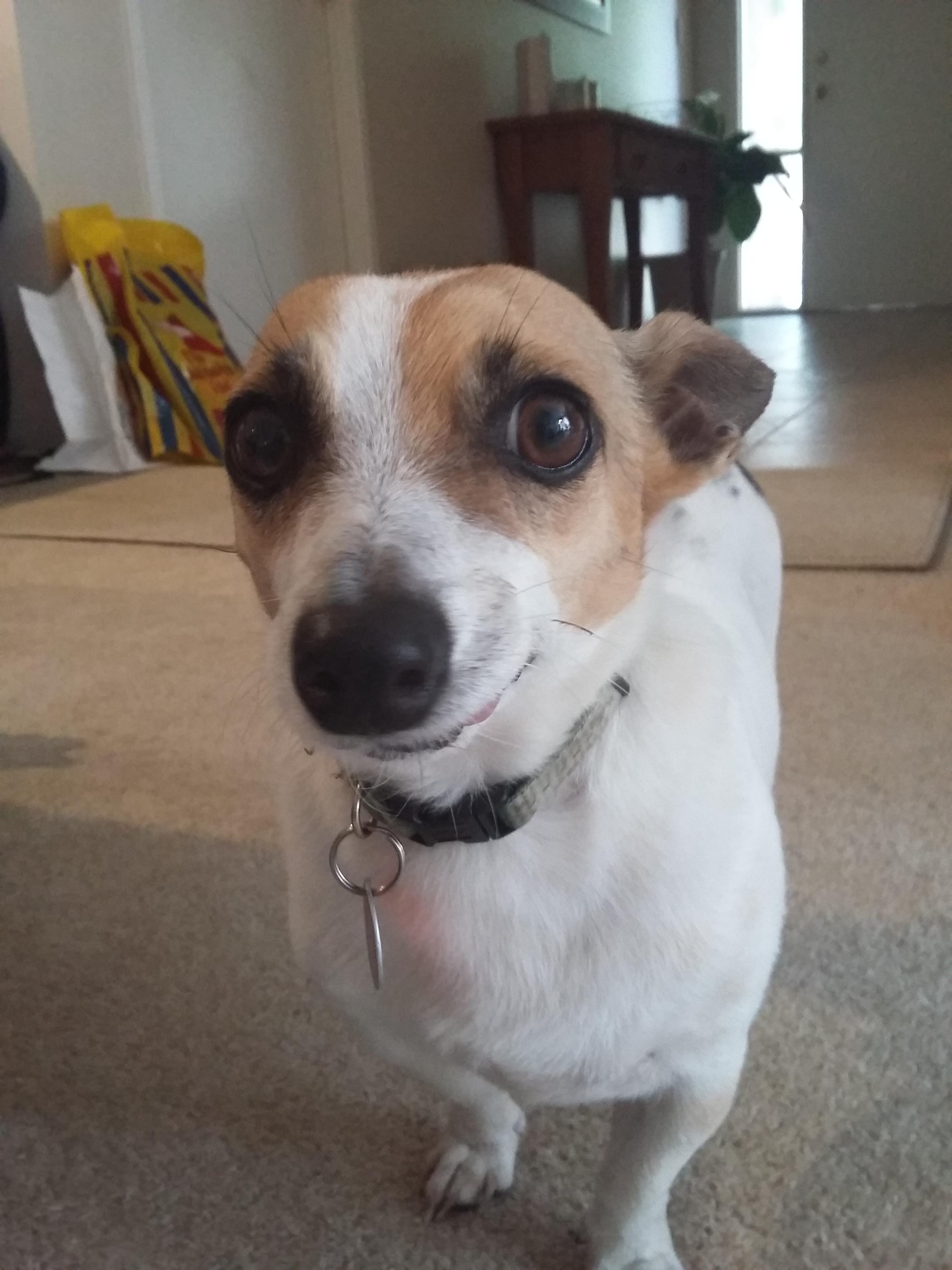 Meet Dobby. He's a fully grown Mini Fox Terrier cross w