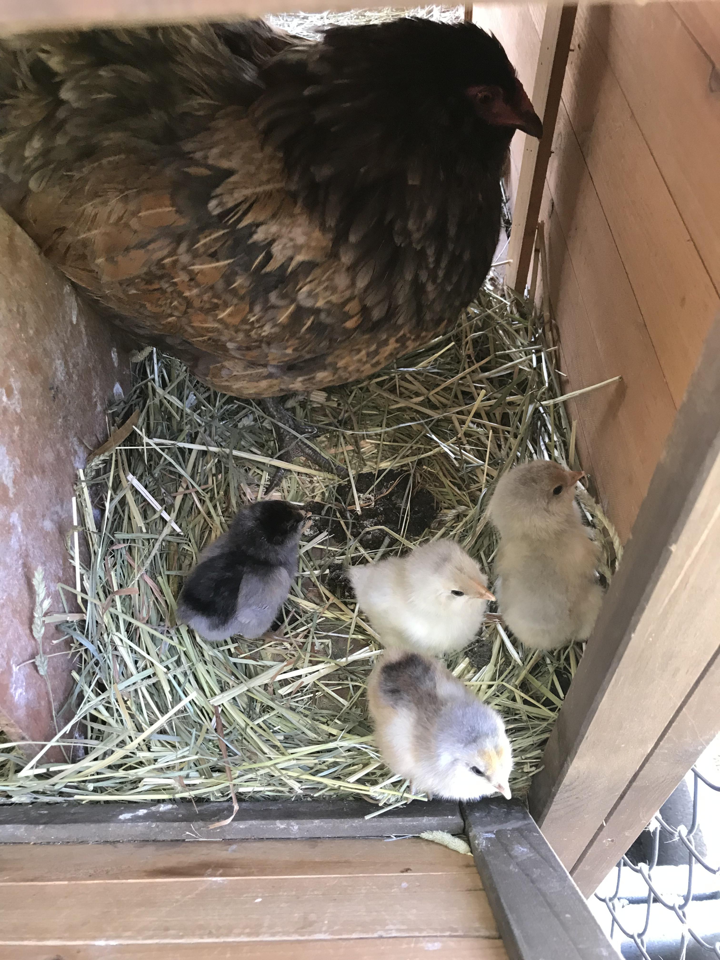 Lost track of one of our hens... found her in the brush, apparently 3 weeks later! r/chickens