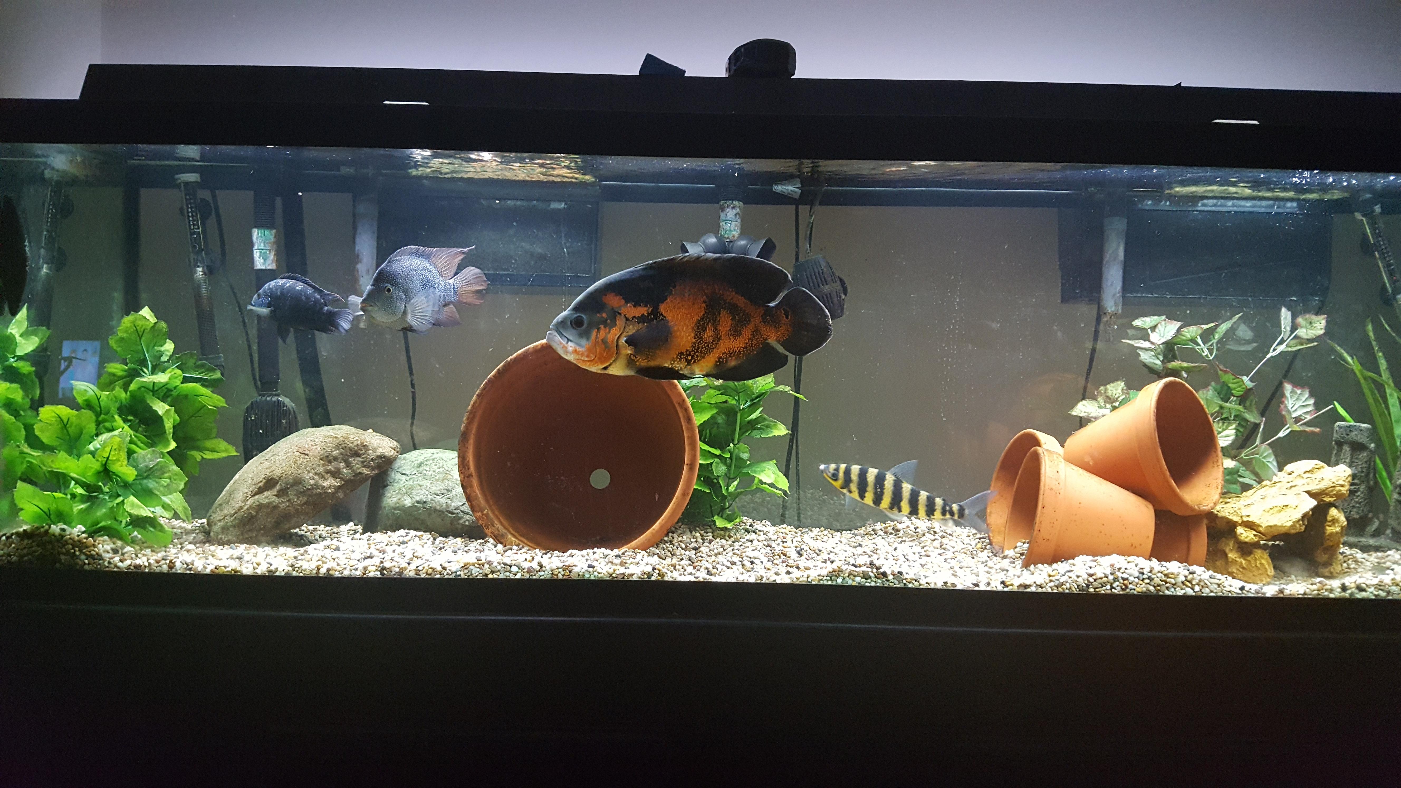 First post! My 125 gallon r/Aquariums