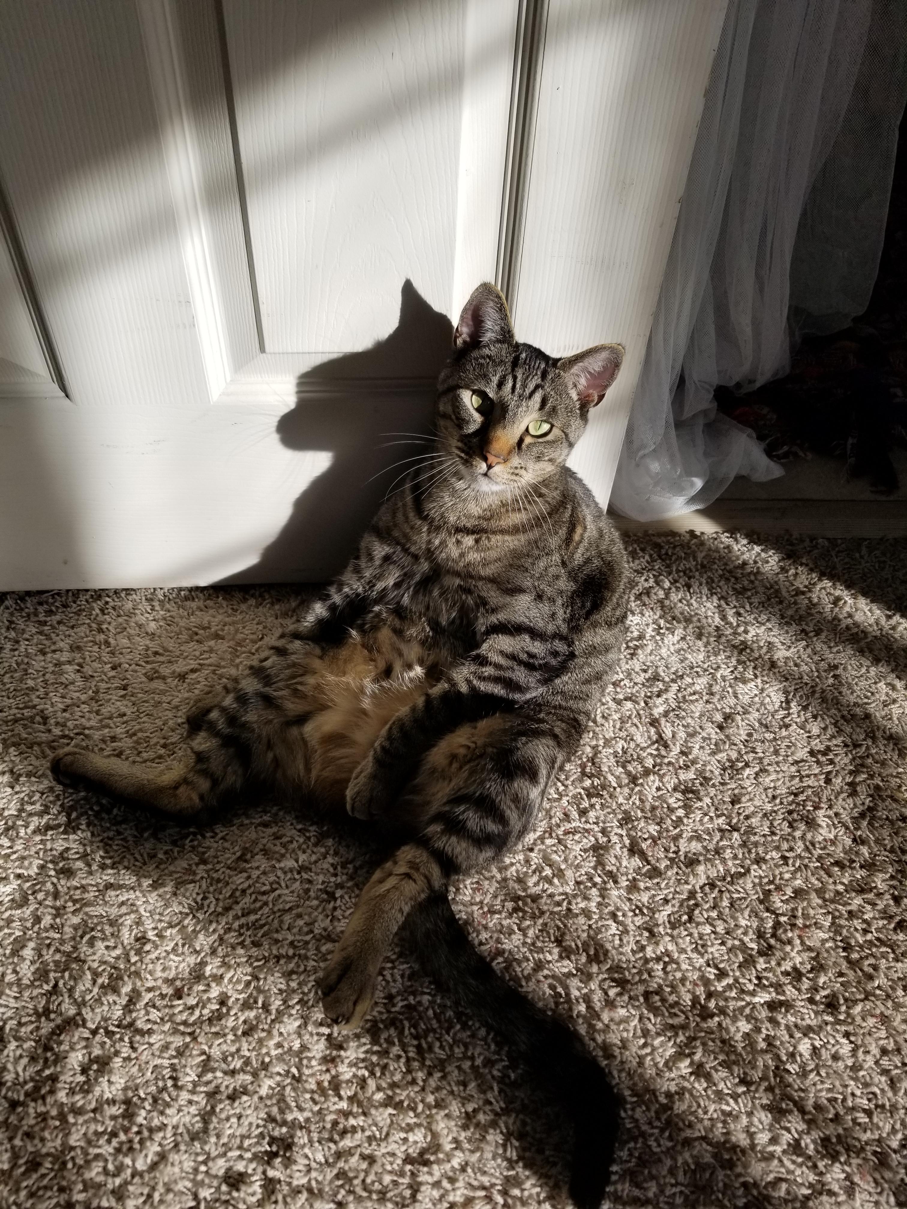 Draw me like one of your French cats. r/cats