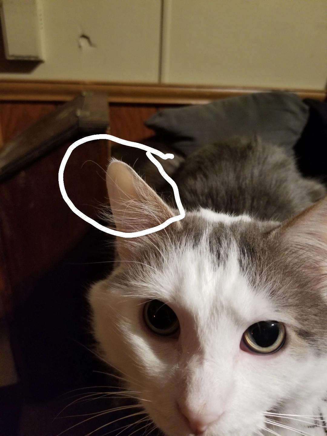 this very long hair in my cat's ear r/mildlyinteresting