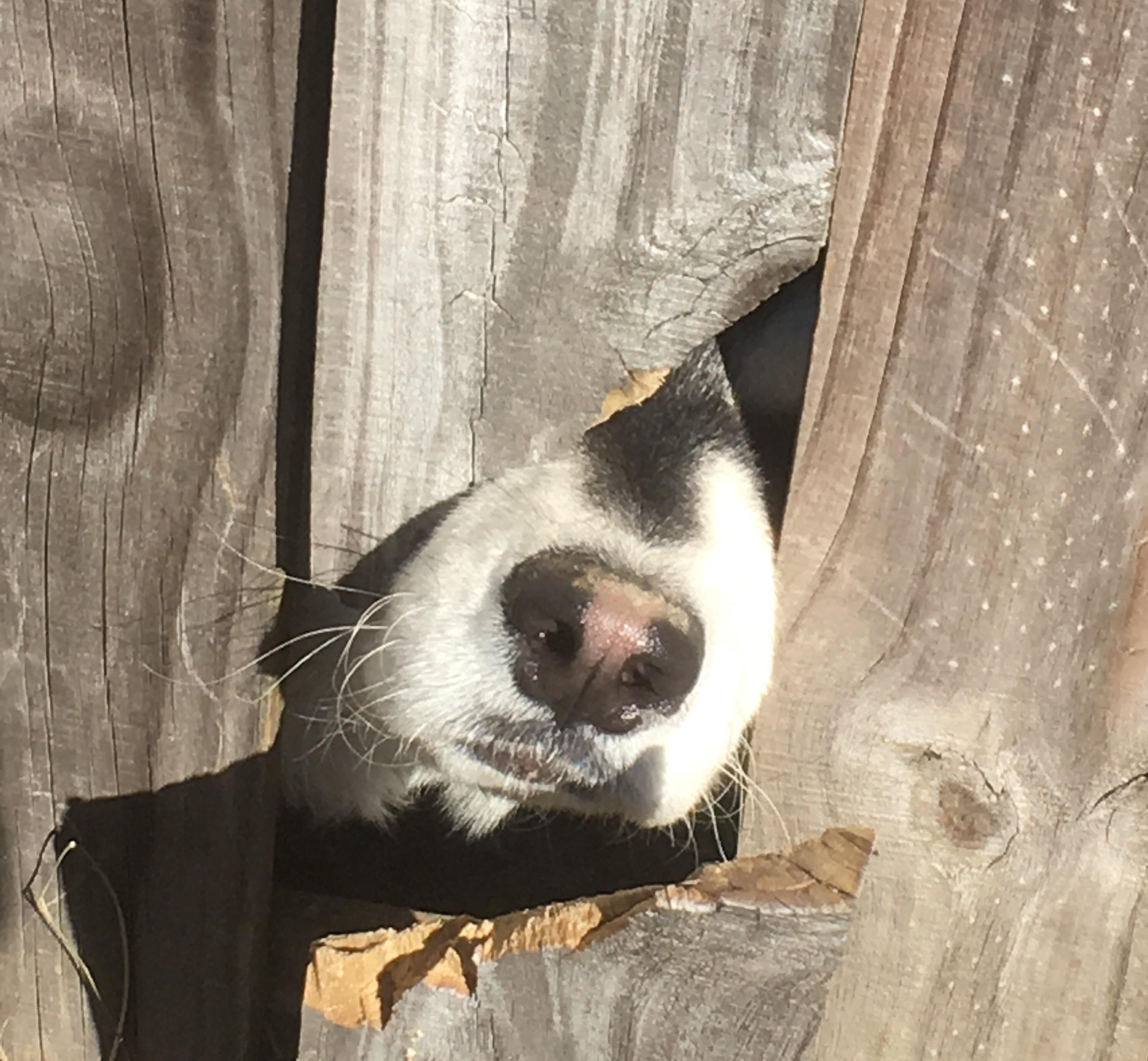 My neighbor's dog after chewing through my fence. r/boopthesnoot