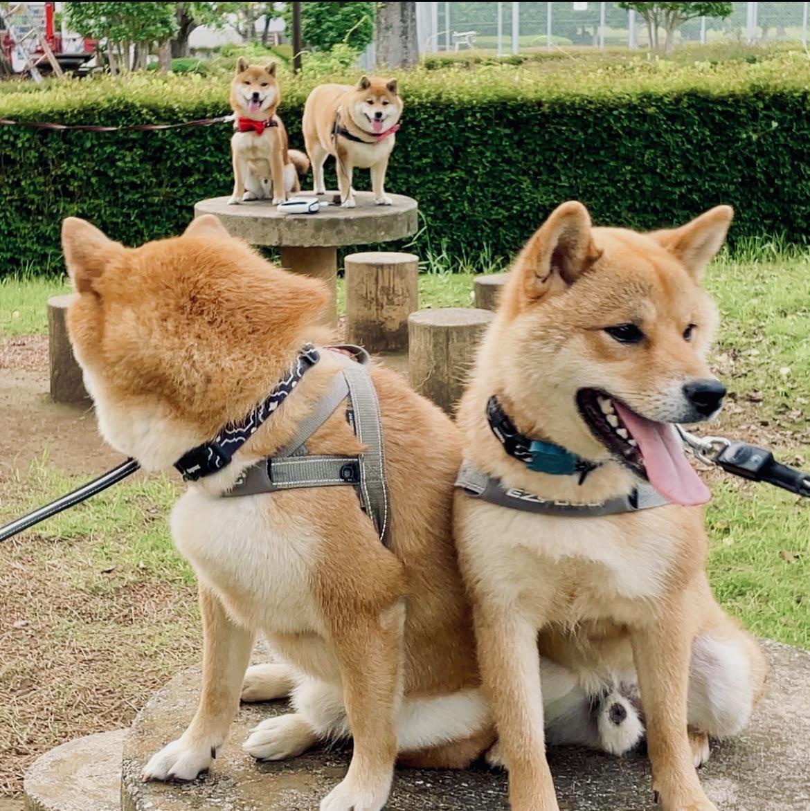 to the Shiba zone r/Eyebleach