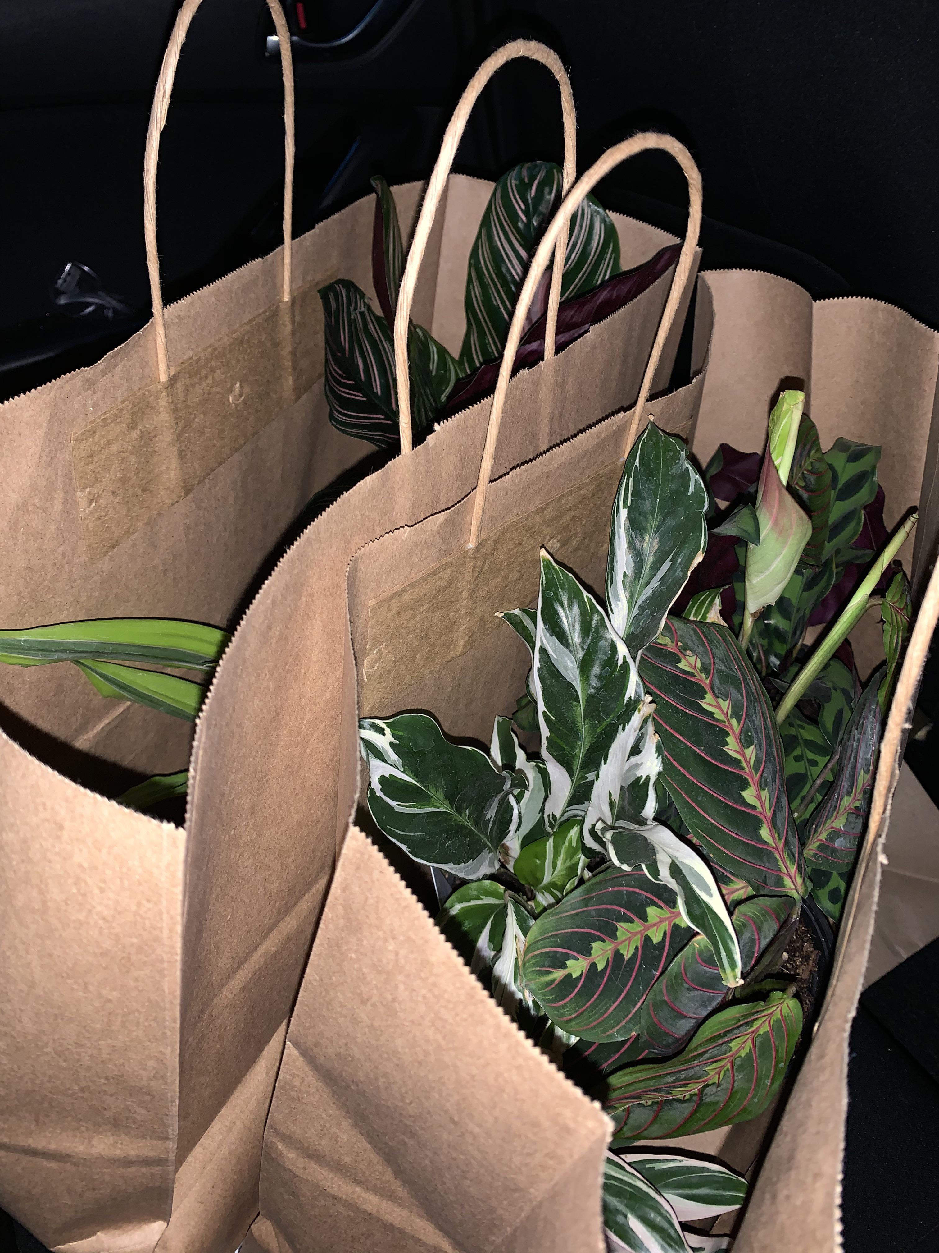 Found my wish list plants in another state. Hope they survive the plane