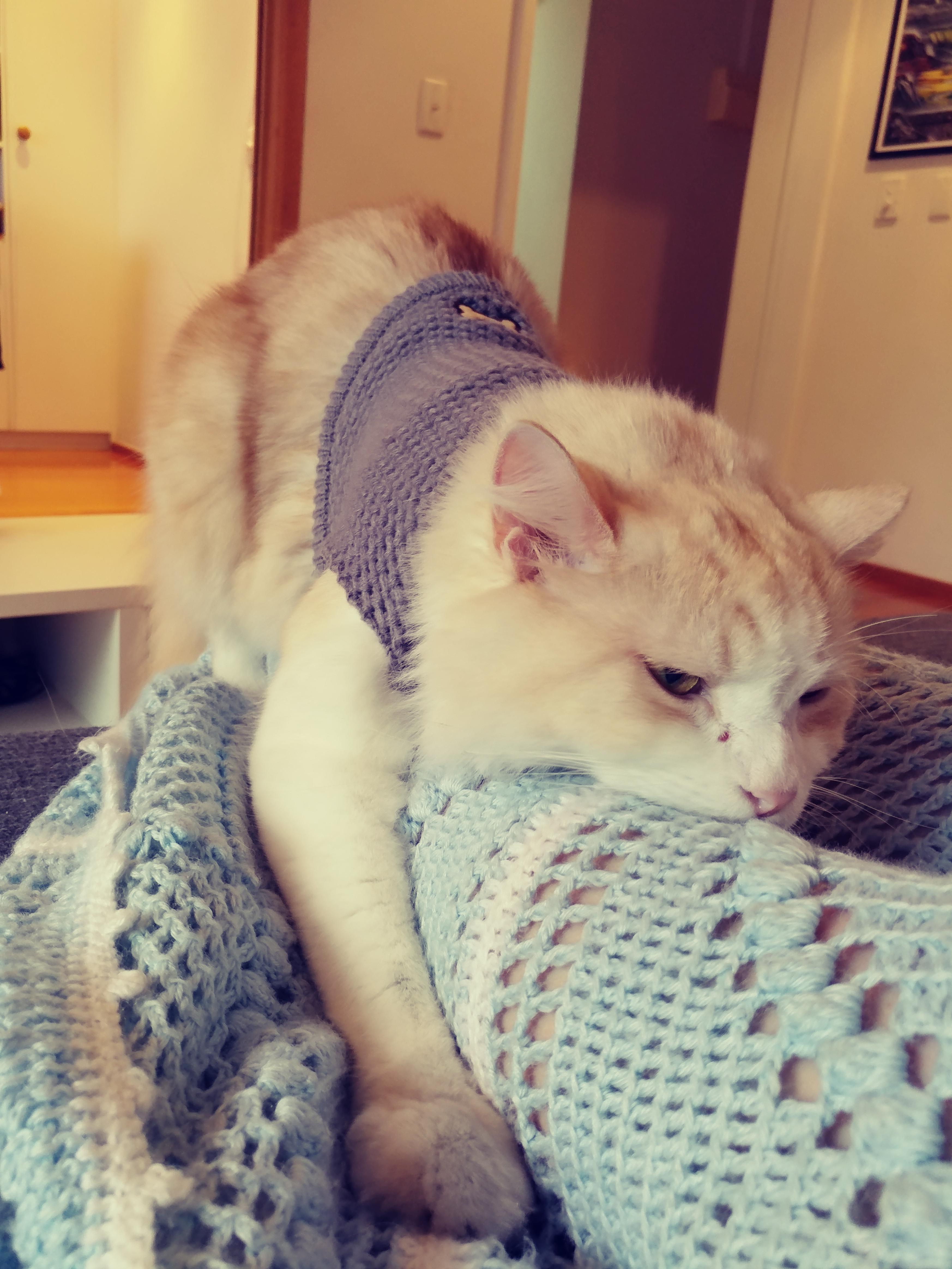 Neutered Male Cat Humps Spayed Female atelieryuwa.ciao.jp