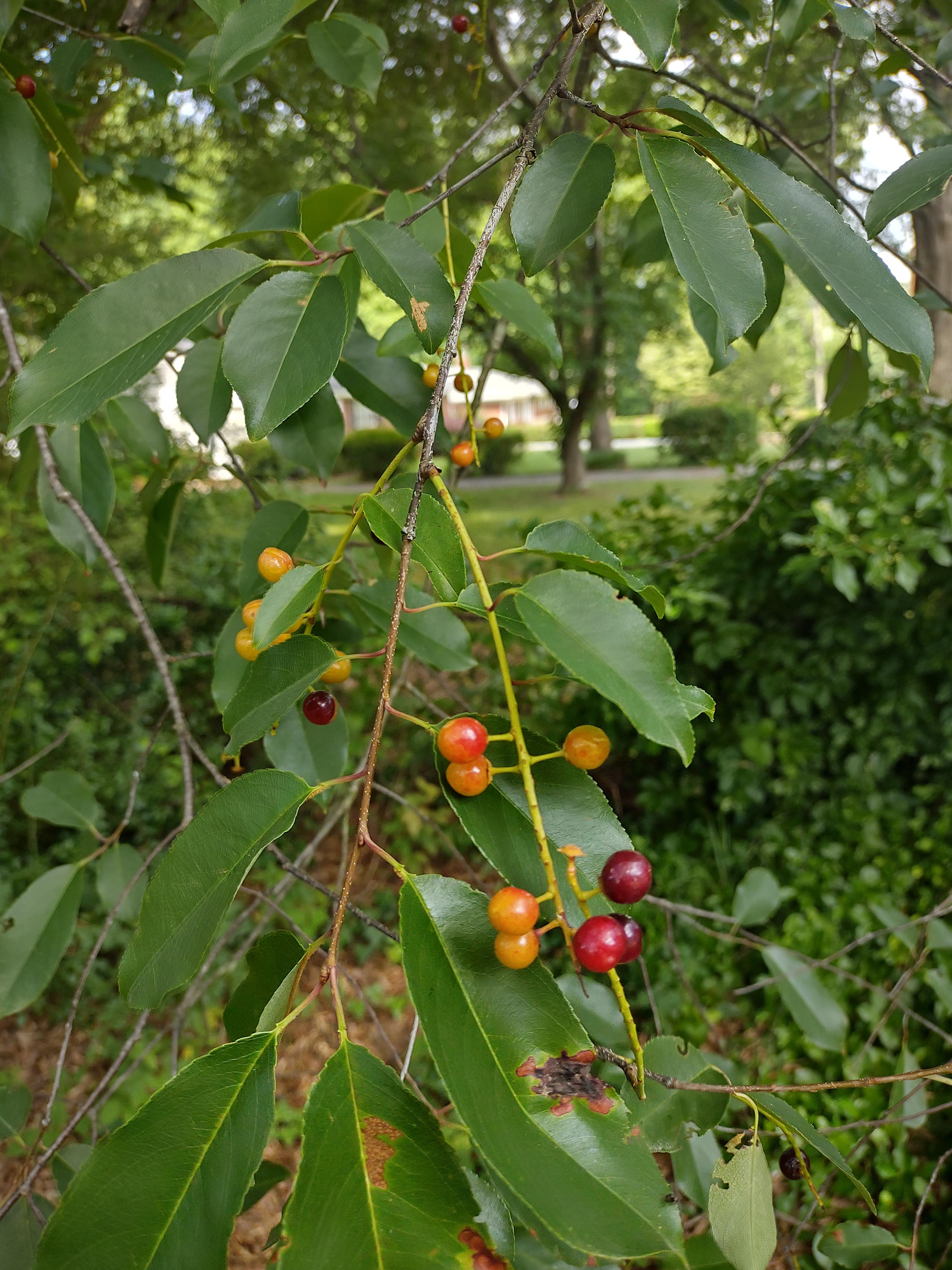 Guessing chokecherry but not sure. North Carolina zone 7b r/Berries