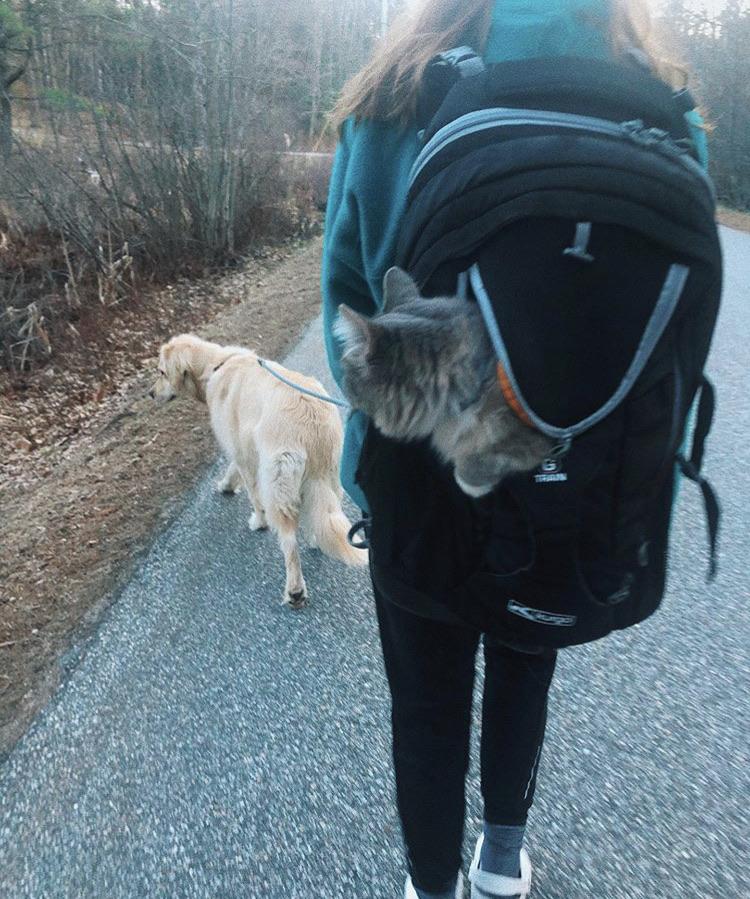 cat and dog combo this made me aww r/aww