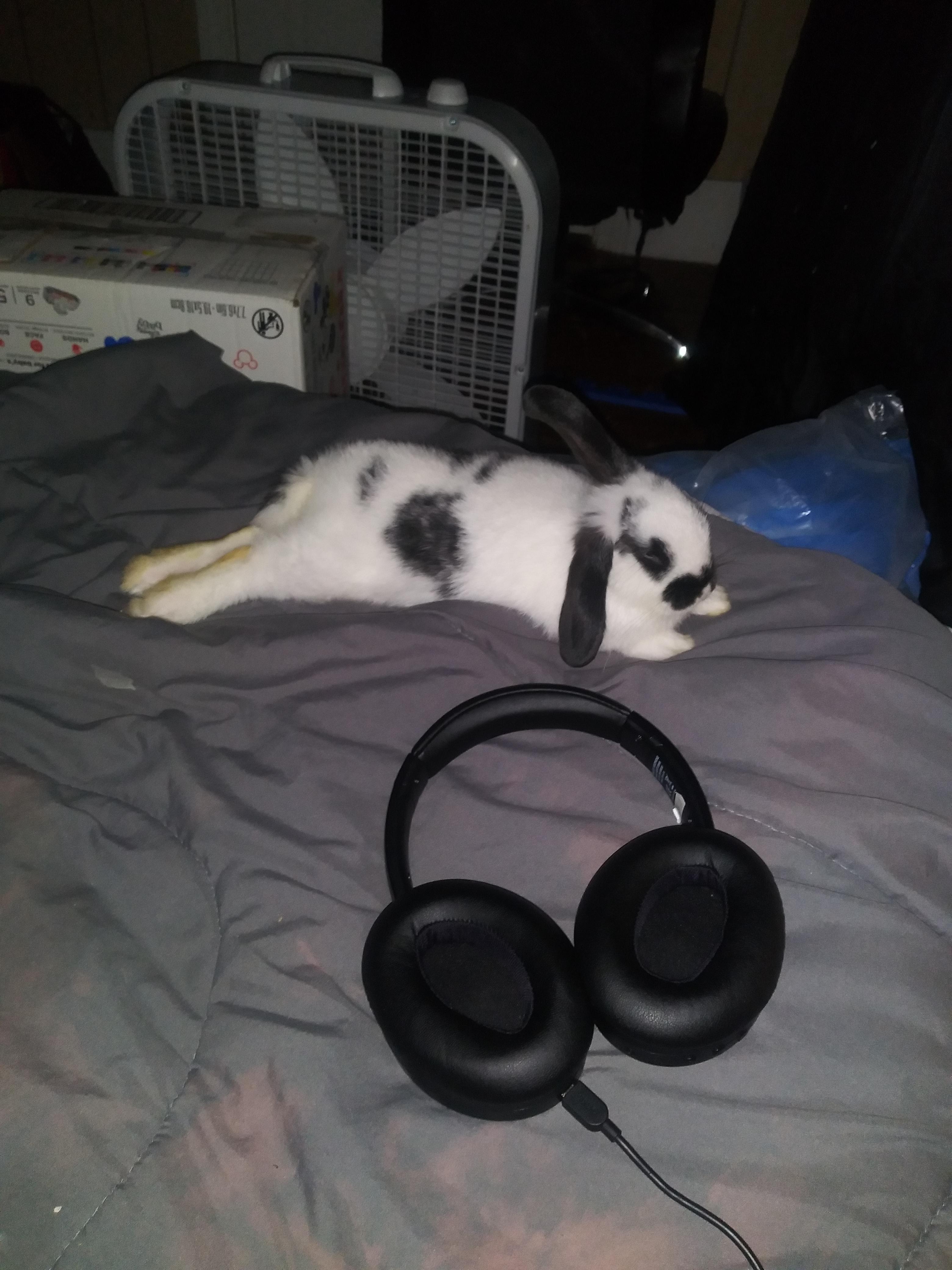 do rabbits get scared of the dark? both my rabbits thump when i turn off the lights and its