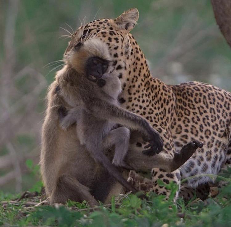 Leopard takes monkey and its child natureismetal