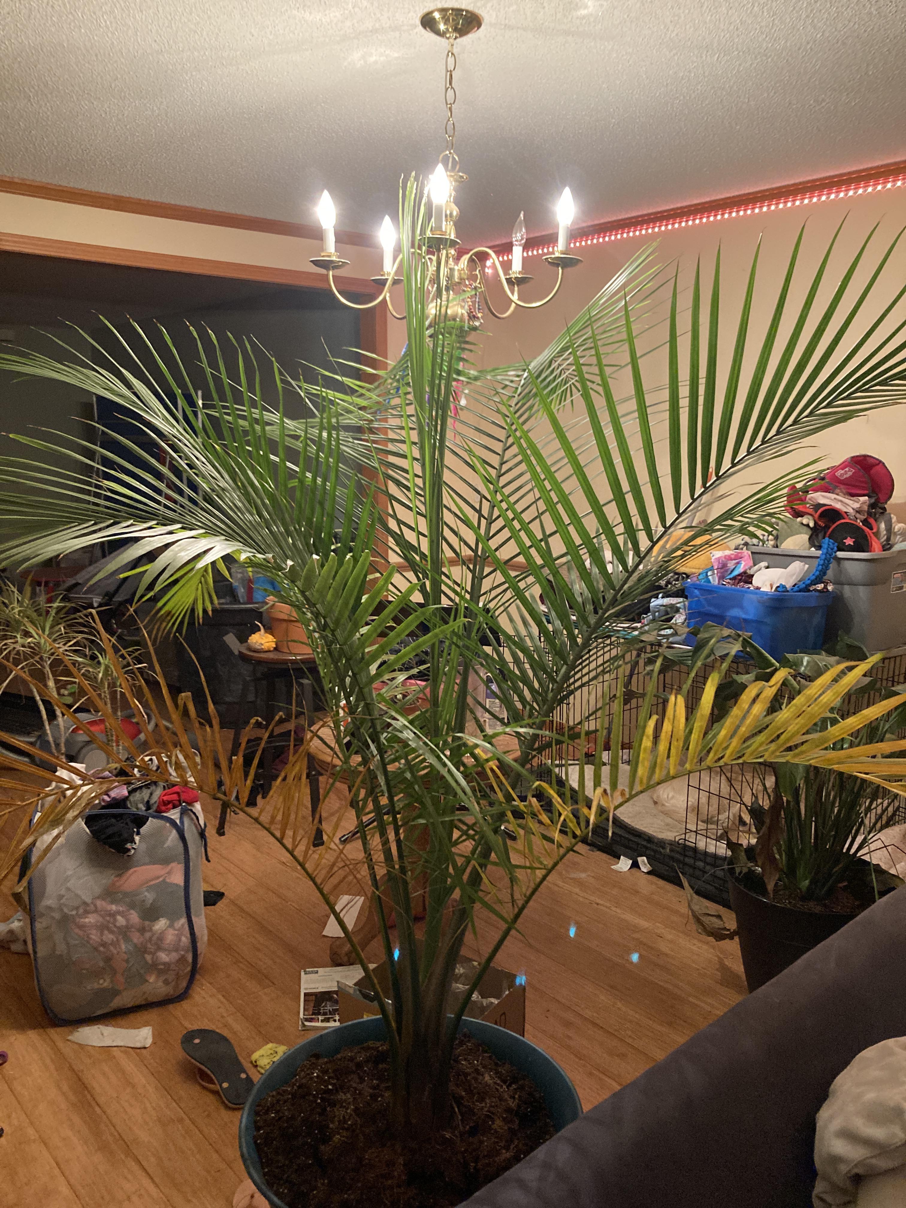 majesty palm leaves turning yellow after repotting r/plantclinic